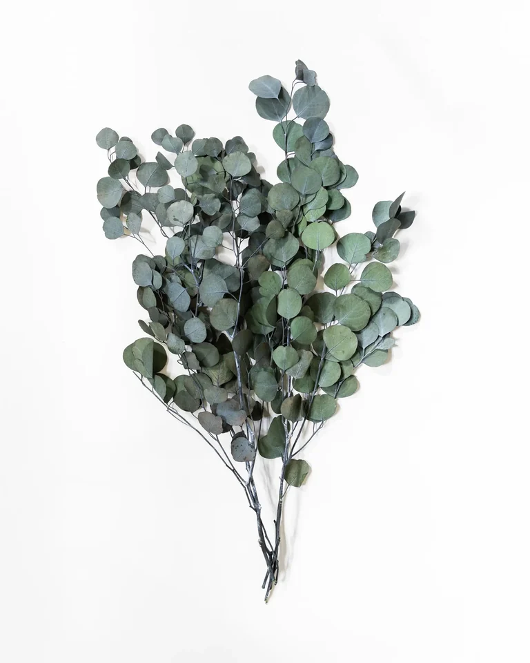 Bunt med konserverad storbladig eukalyptus