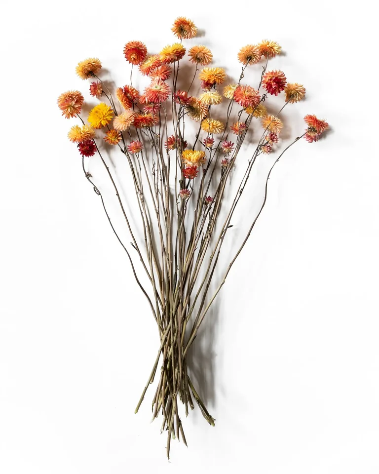 Bunt med aprikosfärgad helichrysum