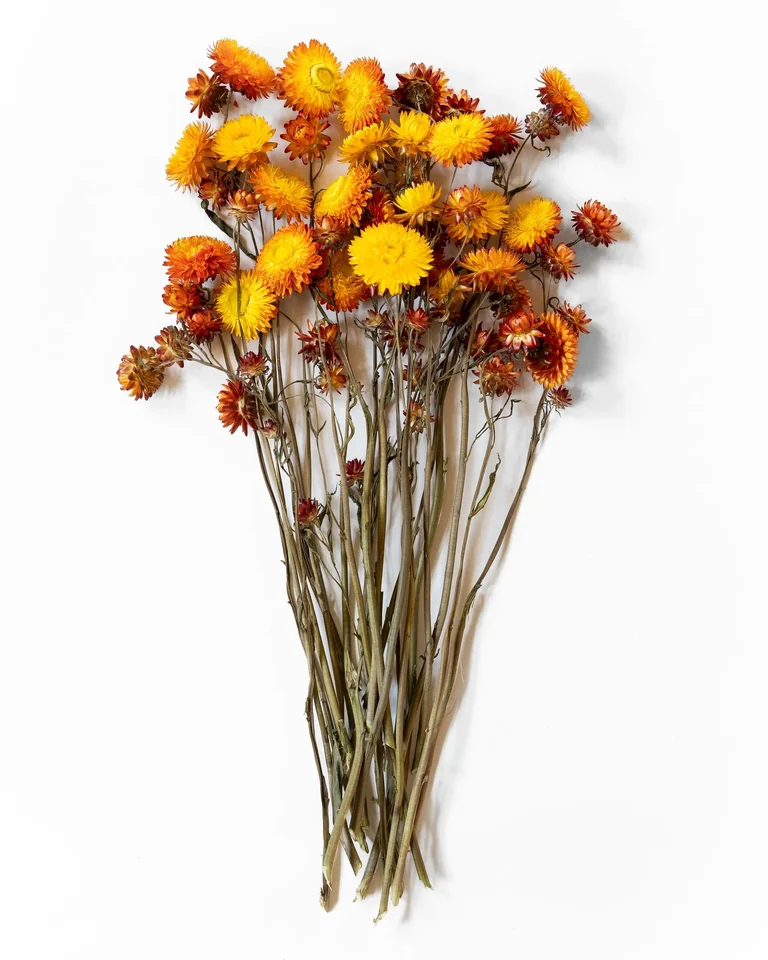 Bunt orange helichrysum med runda blomhuvuden