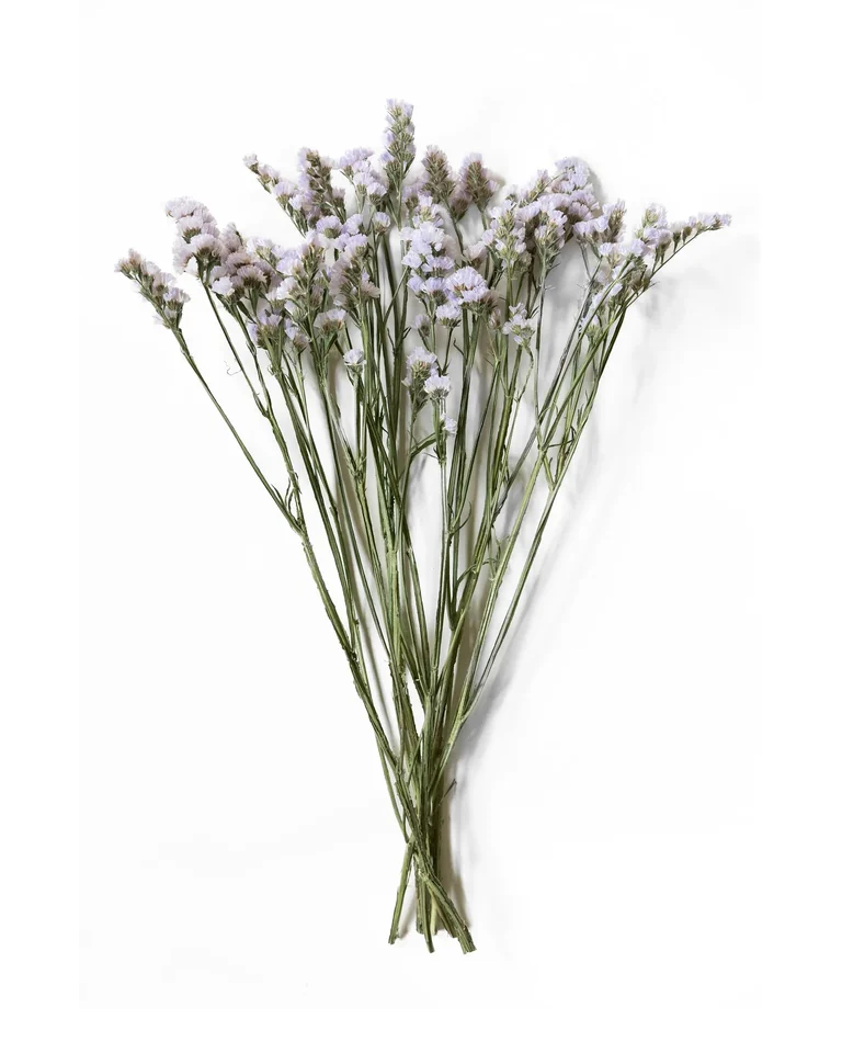 Bunt lila risp med små blommor tätt längs stjälken