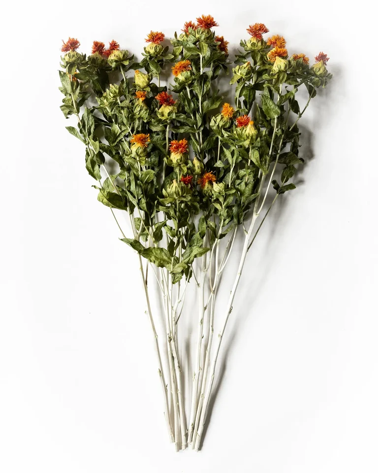 Bunt torkad färgtistel i varmt orange
