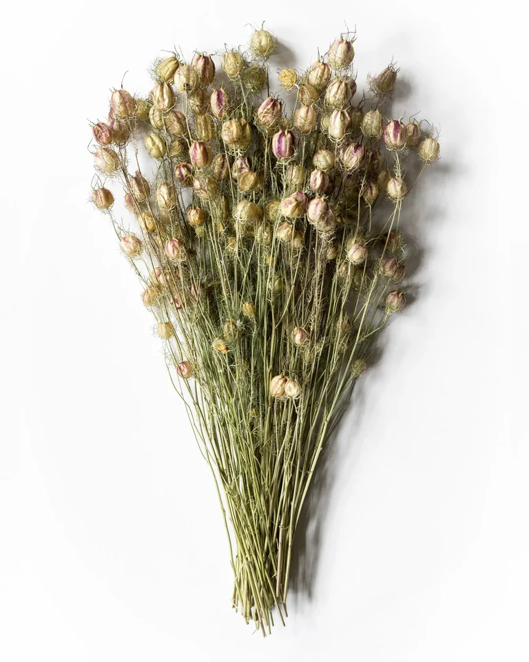 Torkade frökapslar av nigella