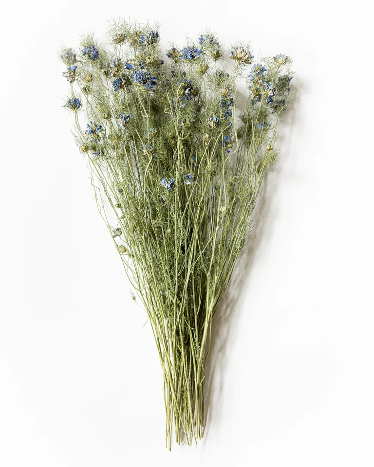 Torkad nigella med tunna stjälkar