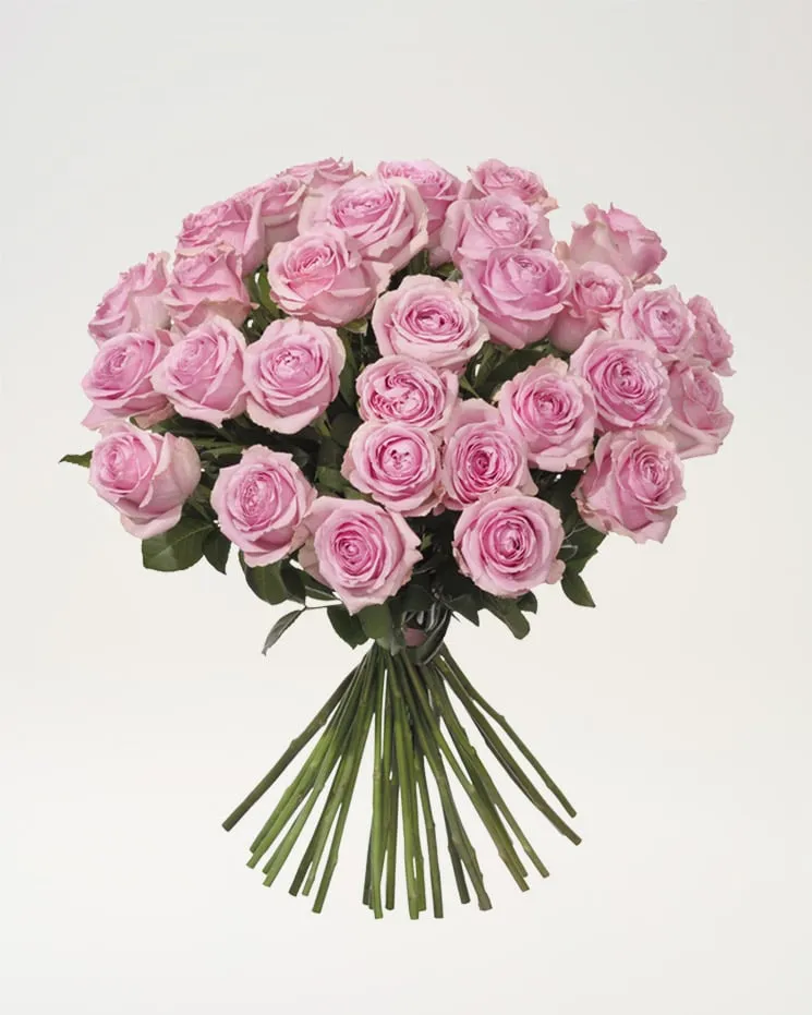 30 rosa rosor