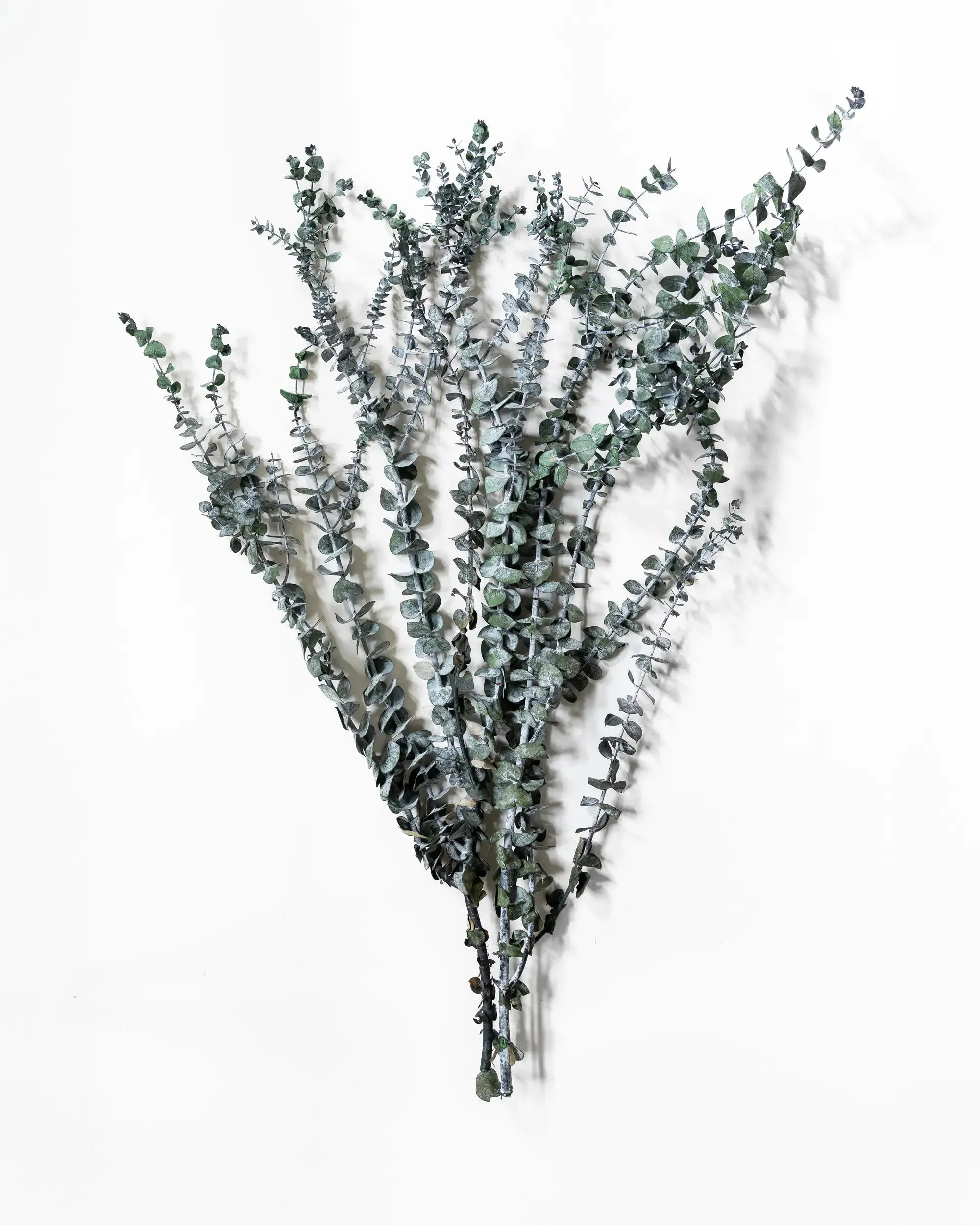 Eukalyptus Små blad - Halvbunt