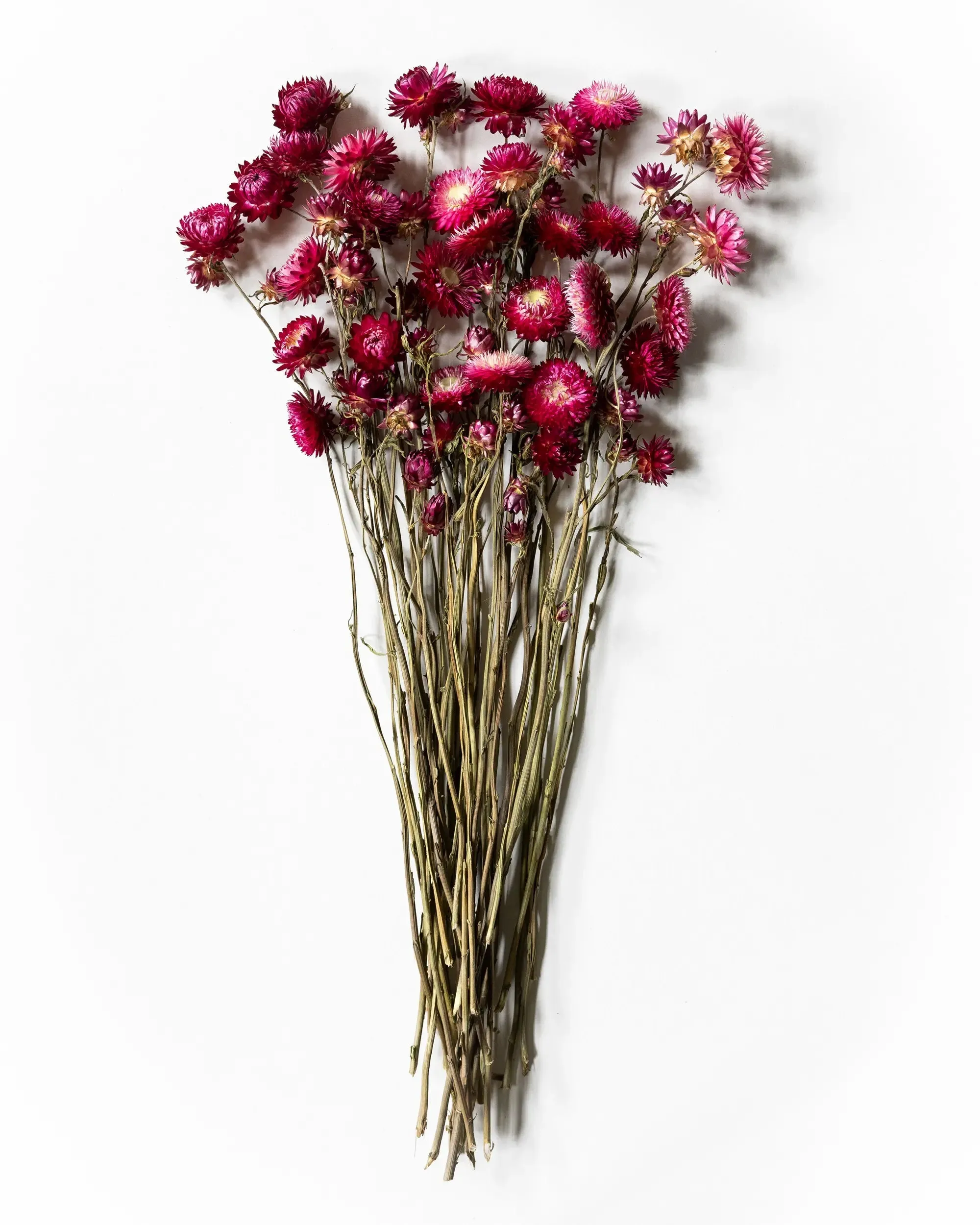 Helichrysum Cerise - Kvartsbunt