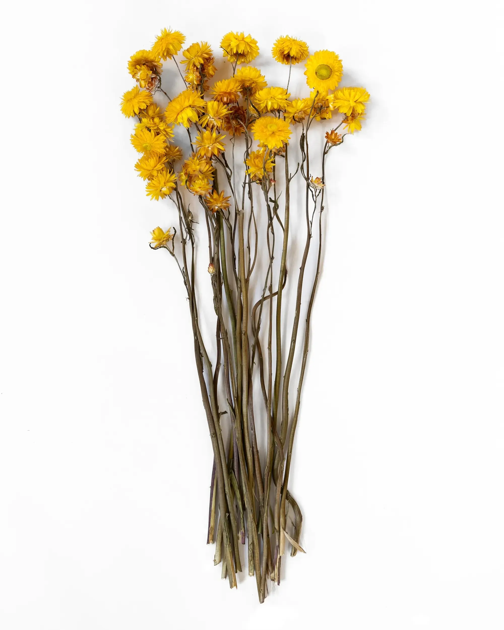 Helichrysum Gul - Kvartsbunt