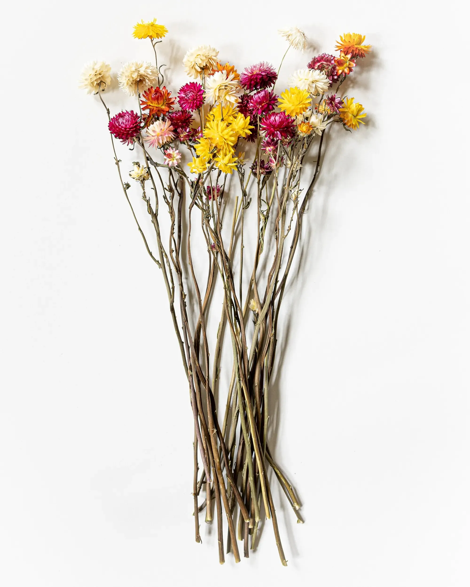 Helichrysum Mix - Halvbunt