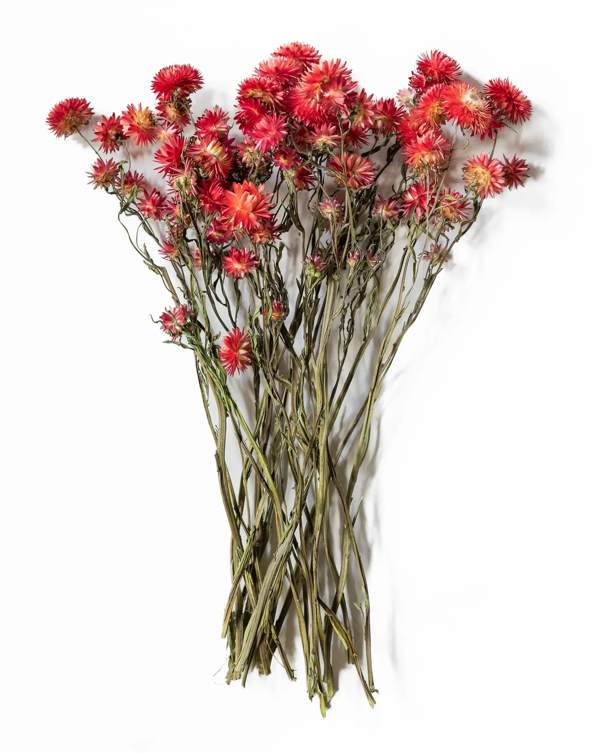 Helichrysum Röd - Kvartsbunt