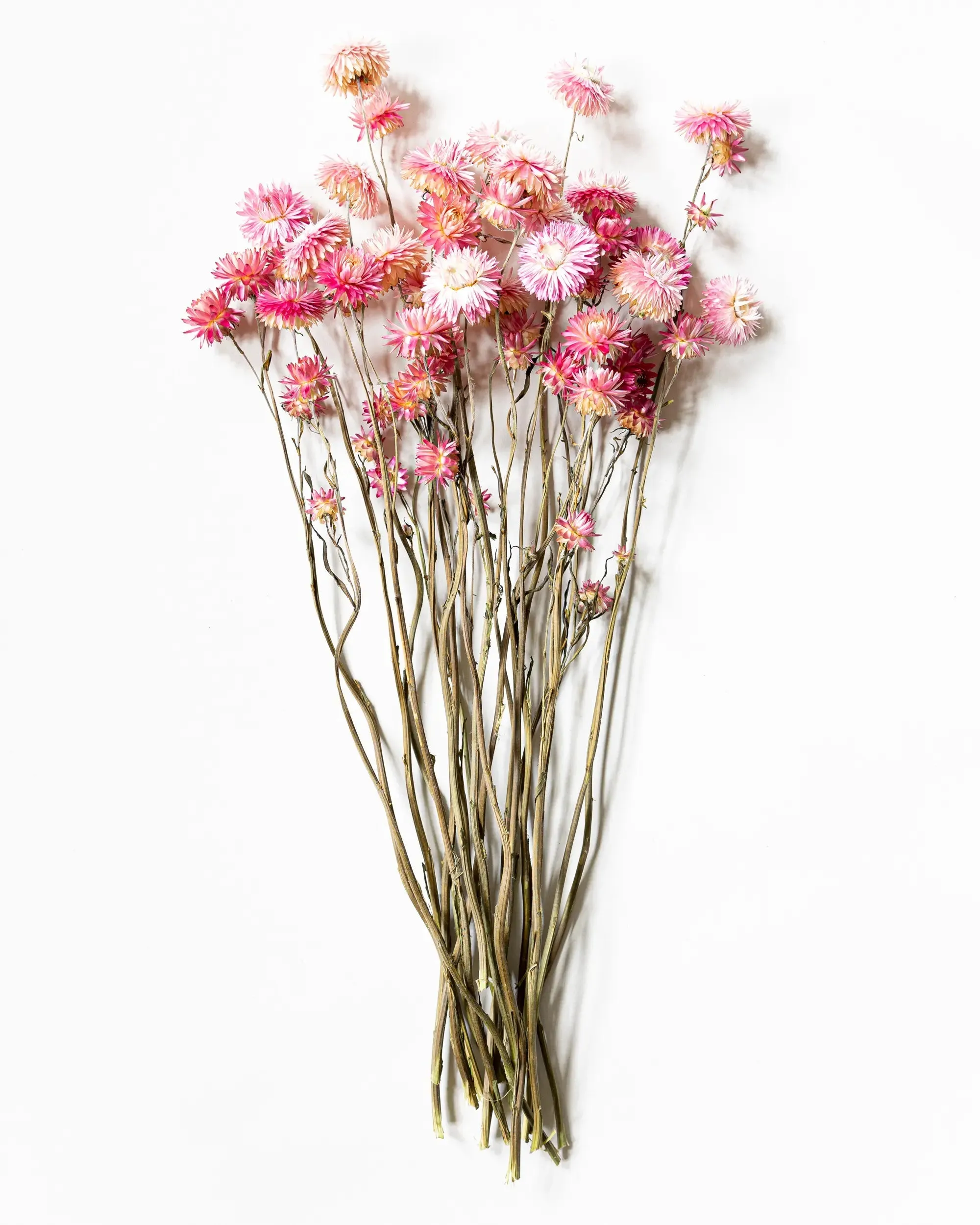 Helichrysum Rosa - Kvartsbunt