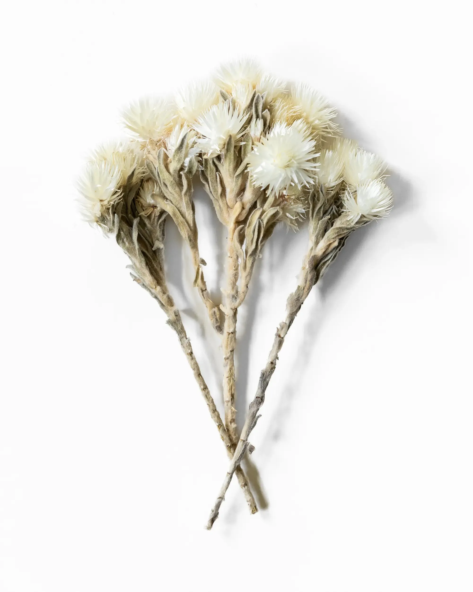 Helichrysum Vestitum