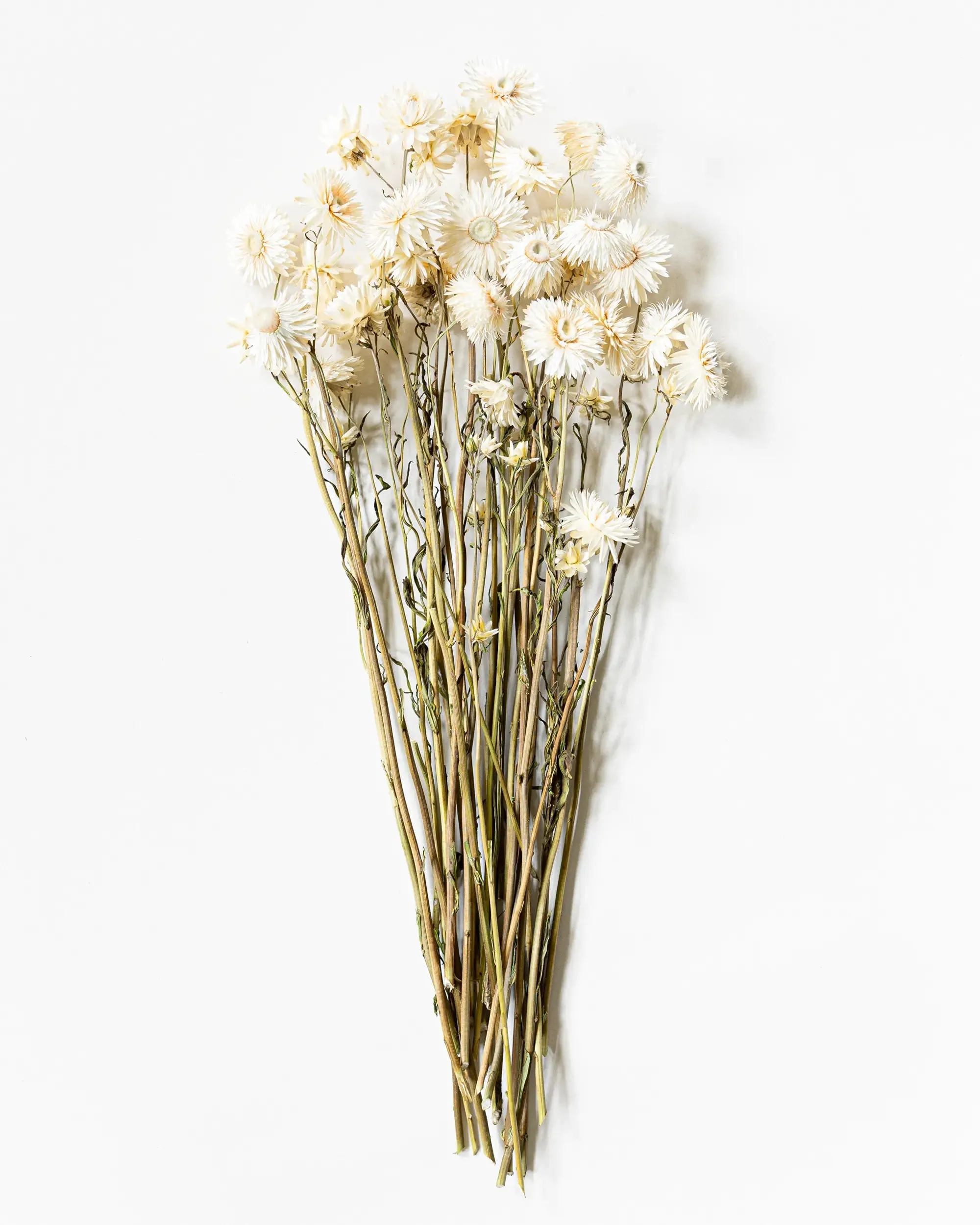 Helichrysum Vit - Kvartsbunt