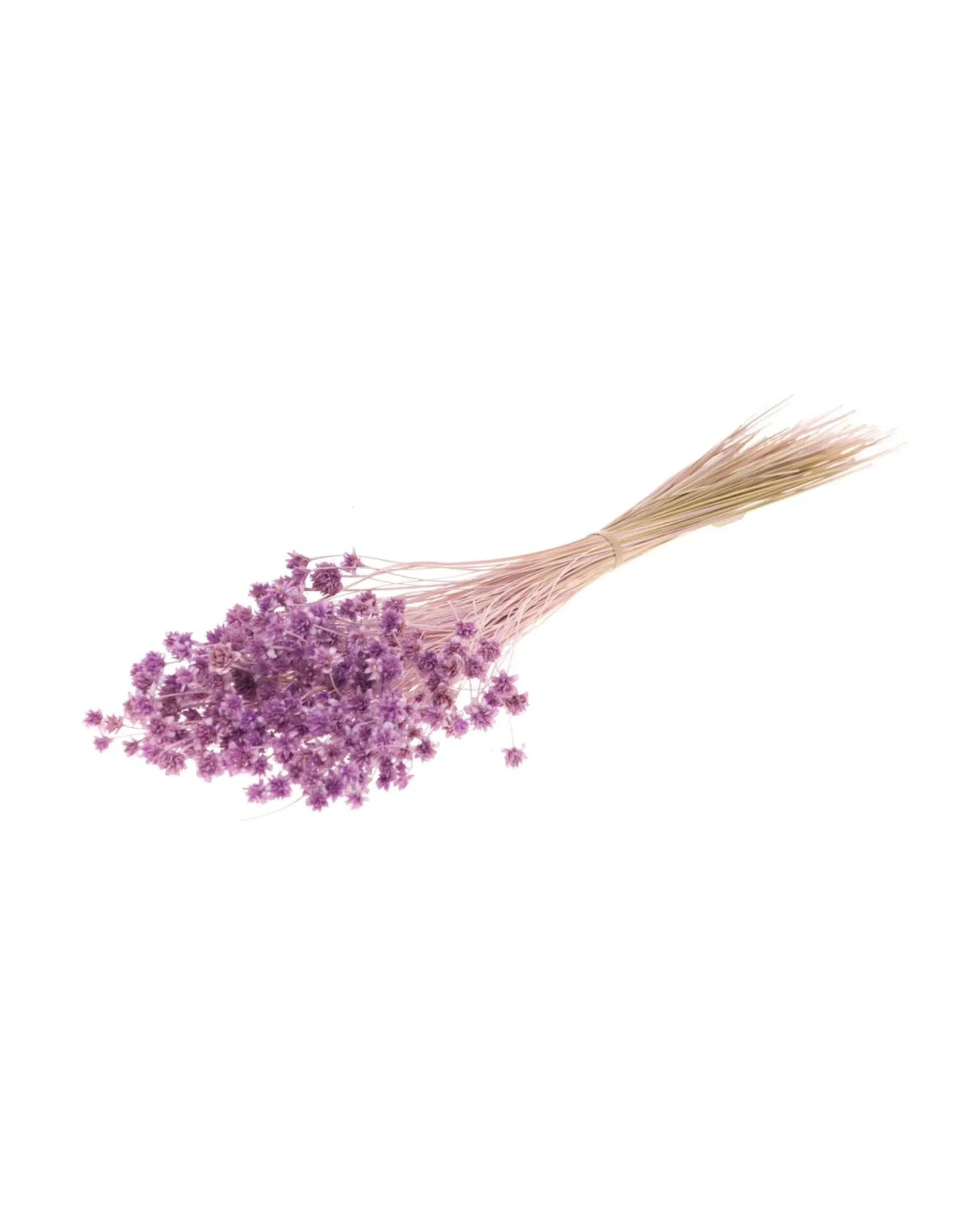 Hillflower Lila