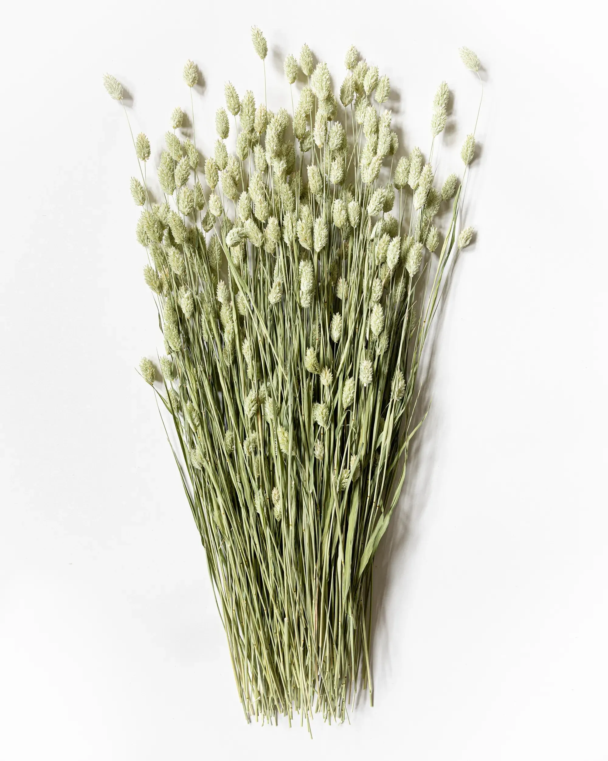 Kanariegräs - Halvbunt