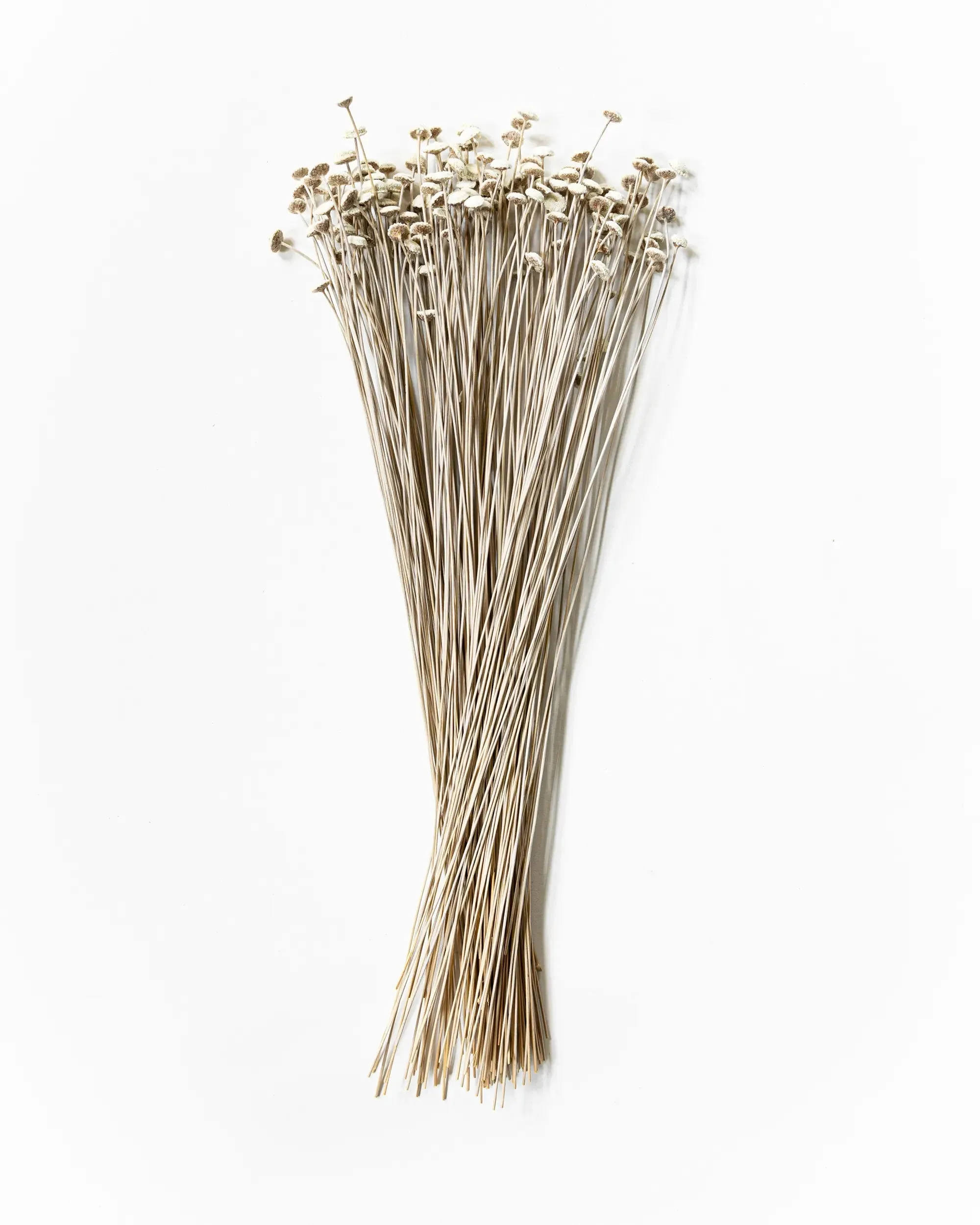 Knappblomma - Helbunt