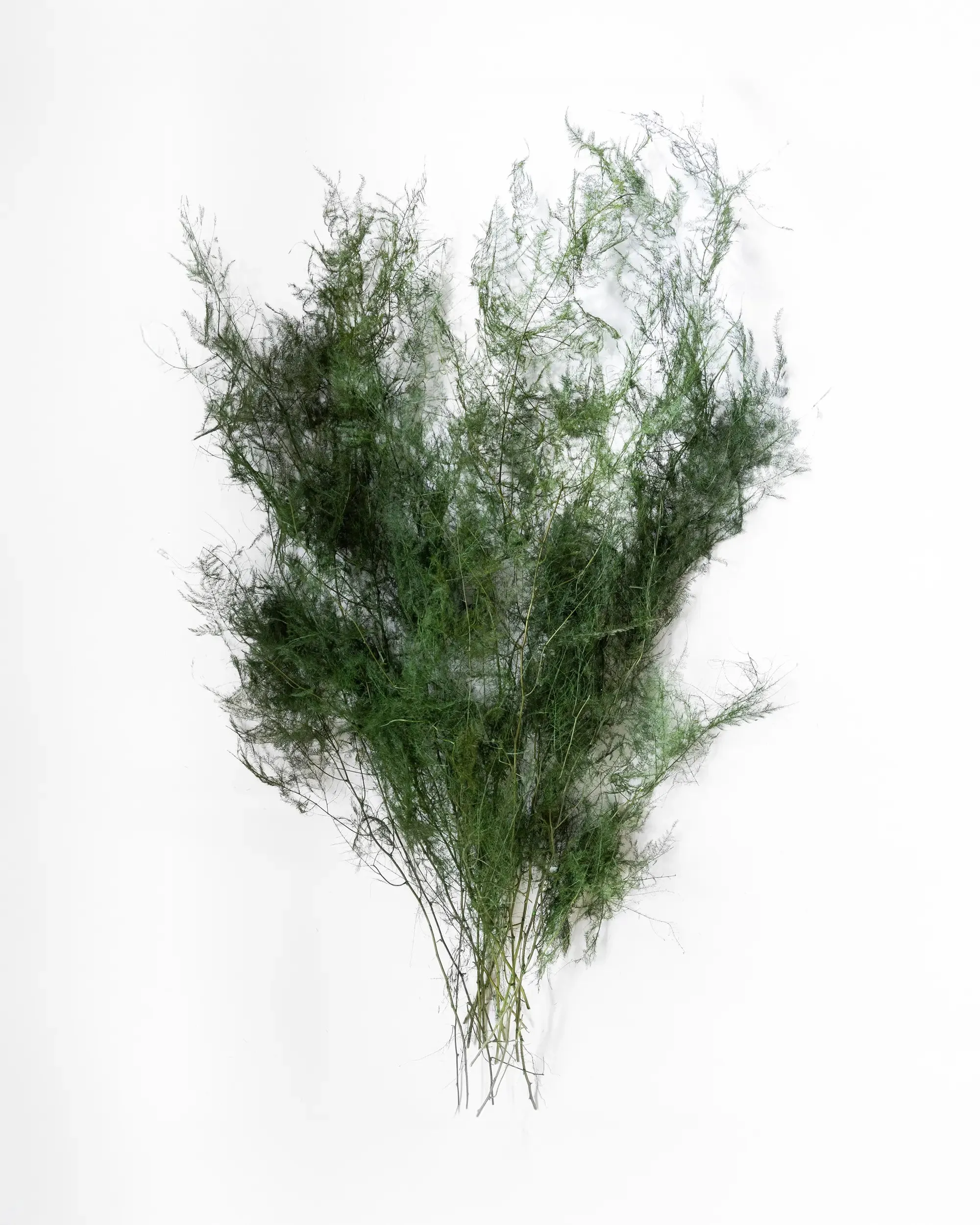 Konserverad Fjädersparris - Halvbunt