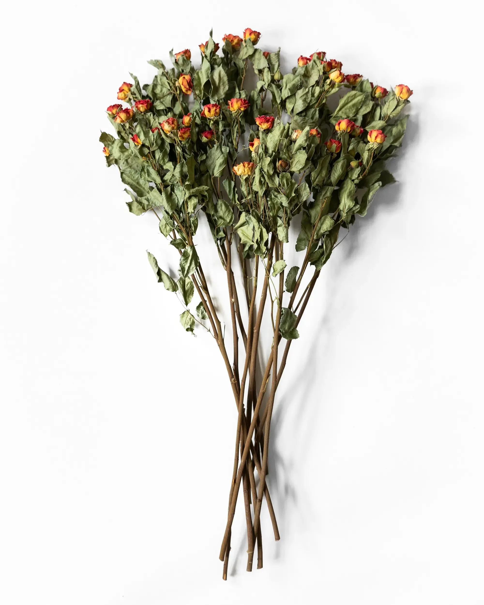 Kvistros Orange - Halvbunt