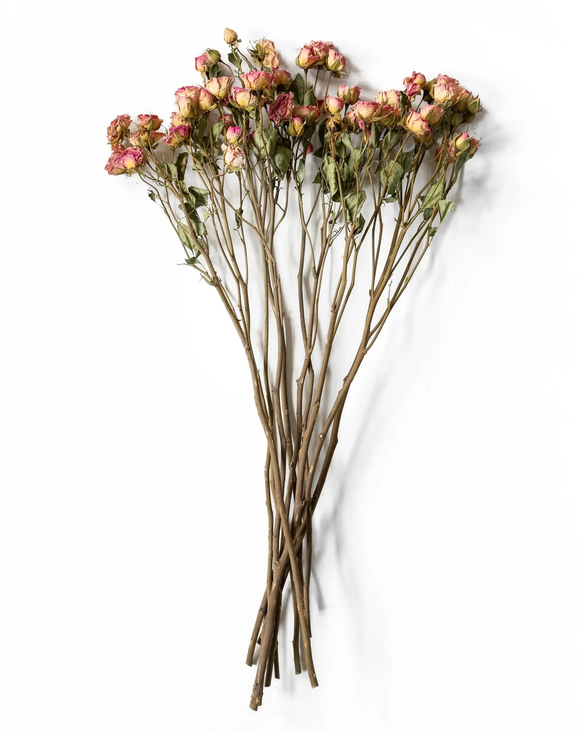 Kvistros Rosa - Helbunt