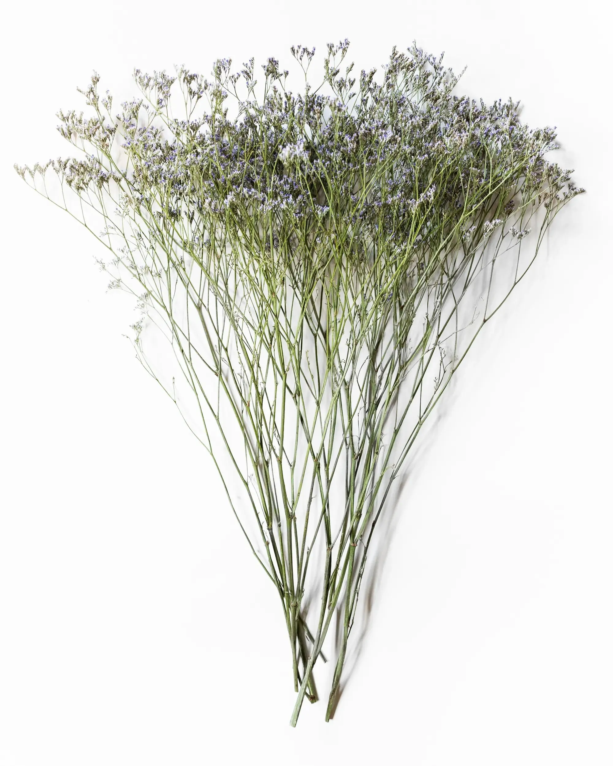 Limonium