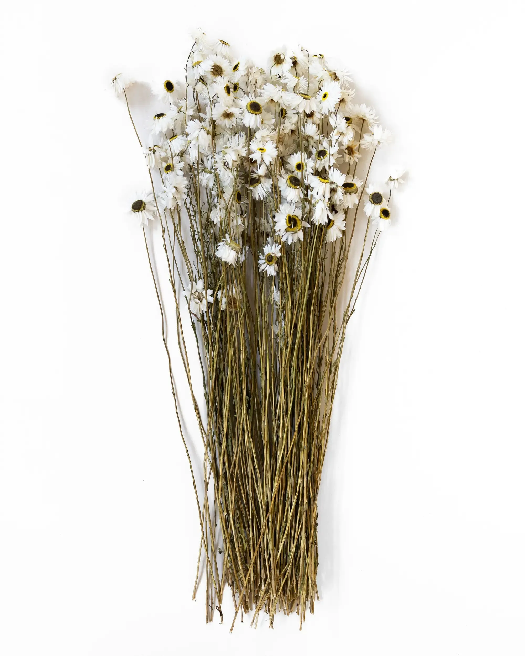 Pappersprästkrage - Kvartsbunt