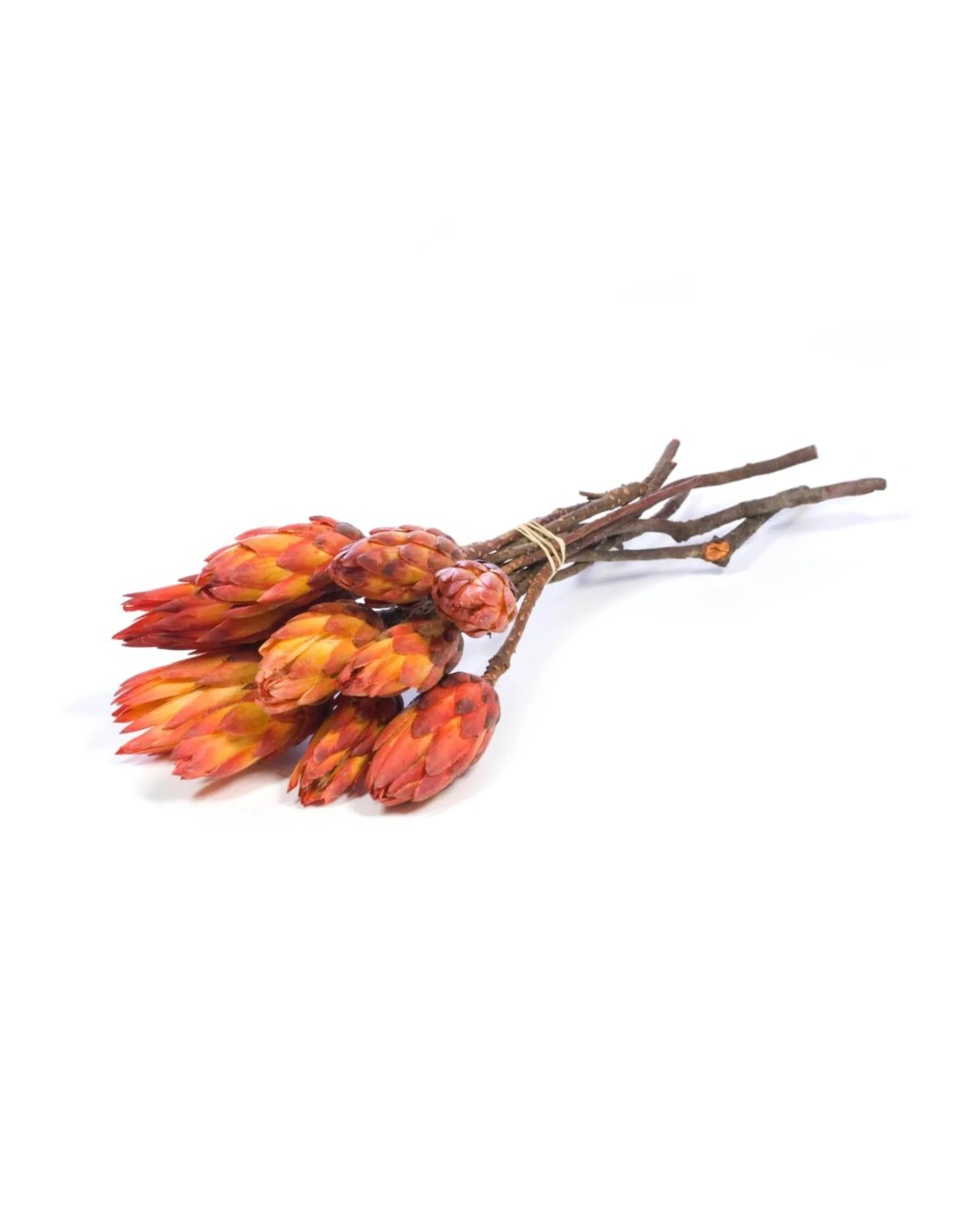 Protea Orange Andrassortering