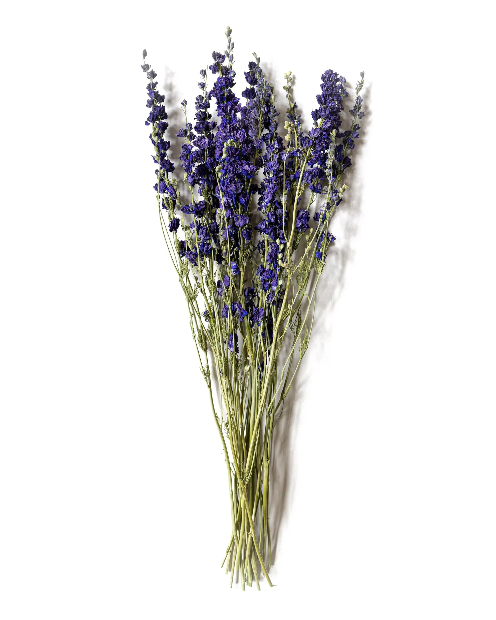 Riddarsporre Blå - Halvbunt