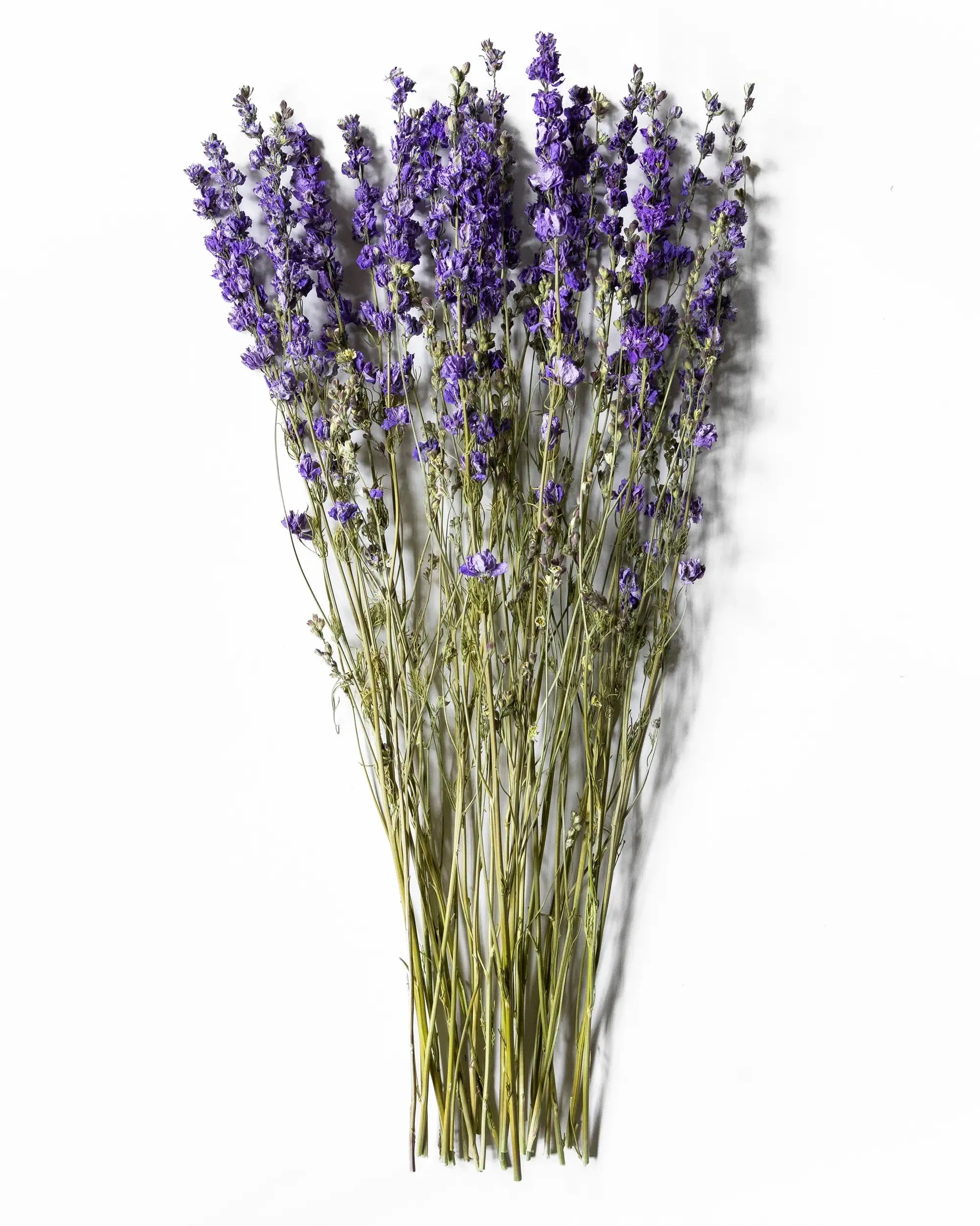 Riddarsporre Lila - Helbunt