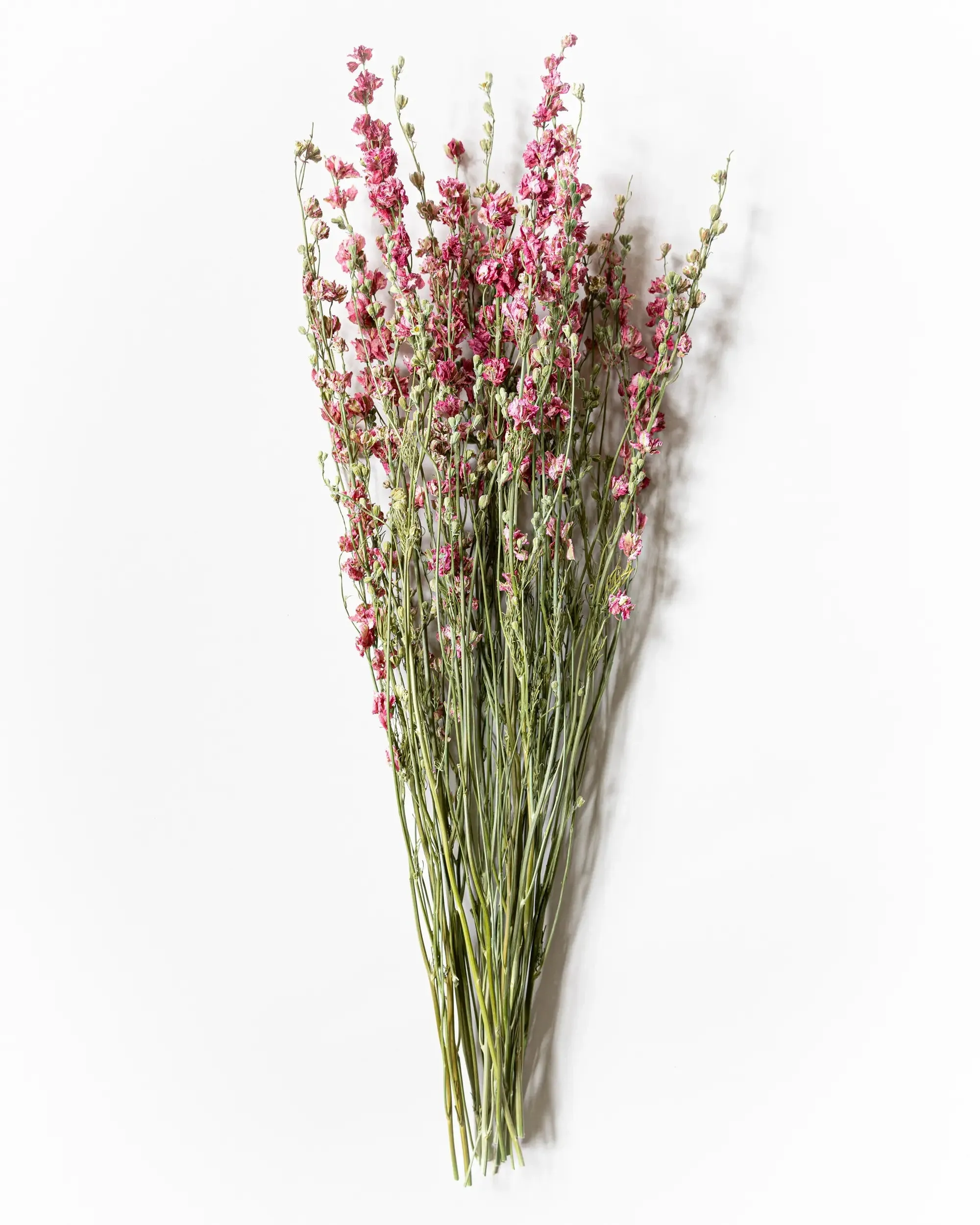 Riddarsporre Rosa - Halvbunt