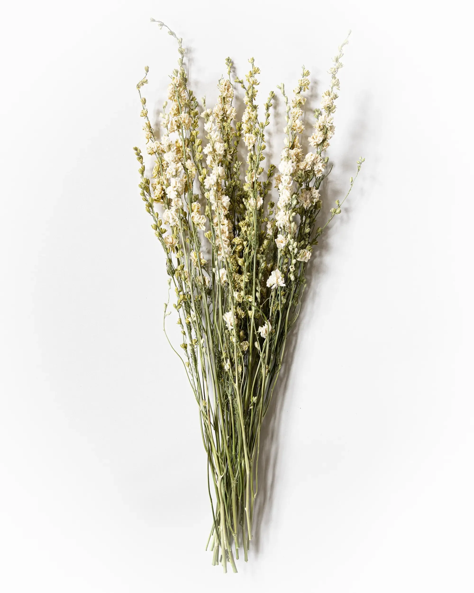 Riddarsporre Vit - Kvartsbunt