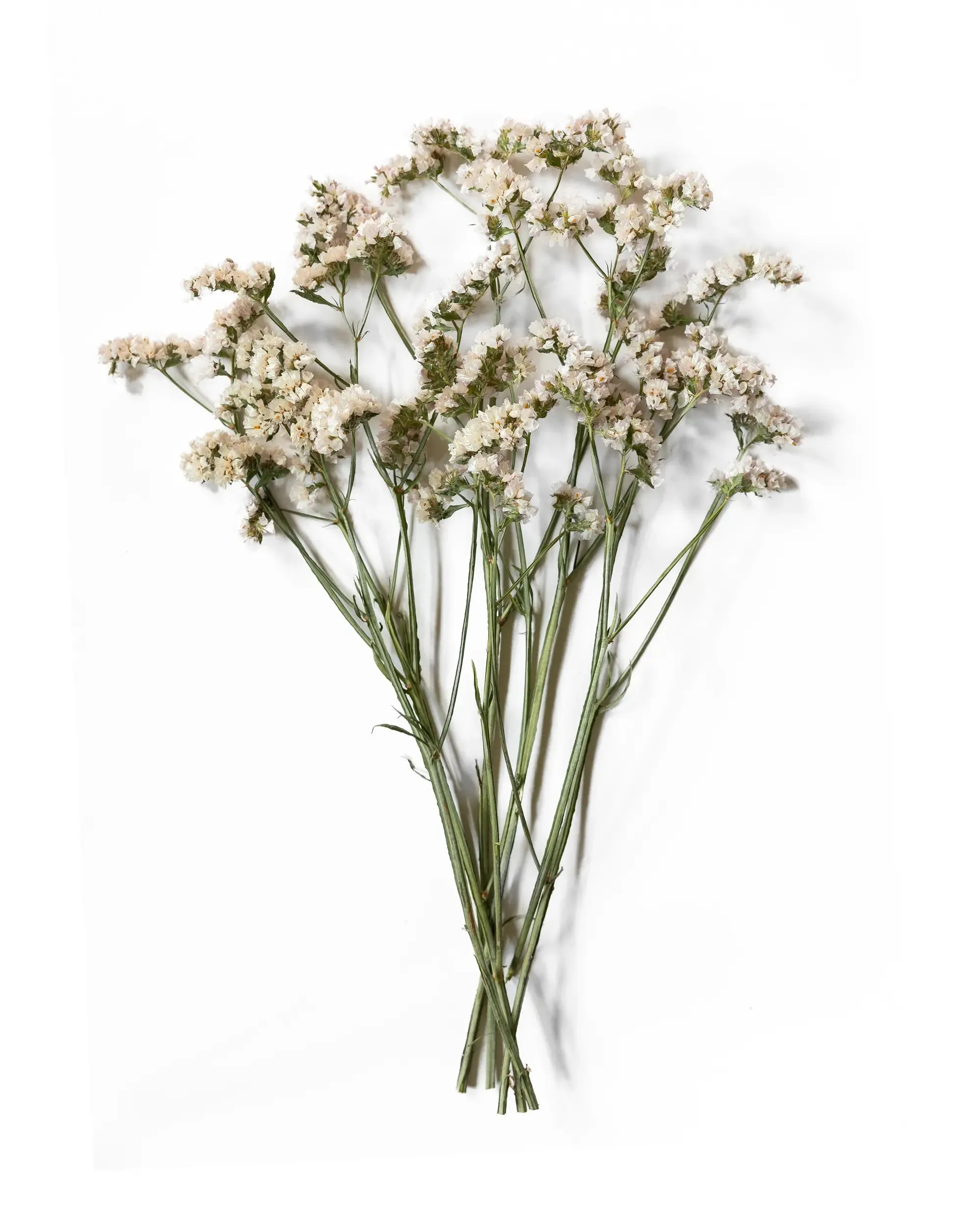 Risp Aprikos - Halvbunt