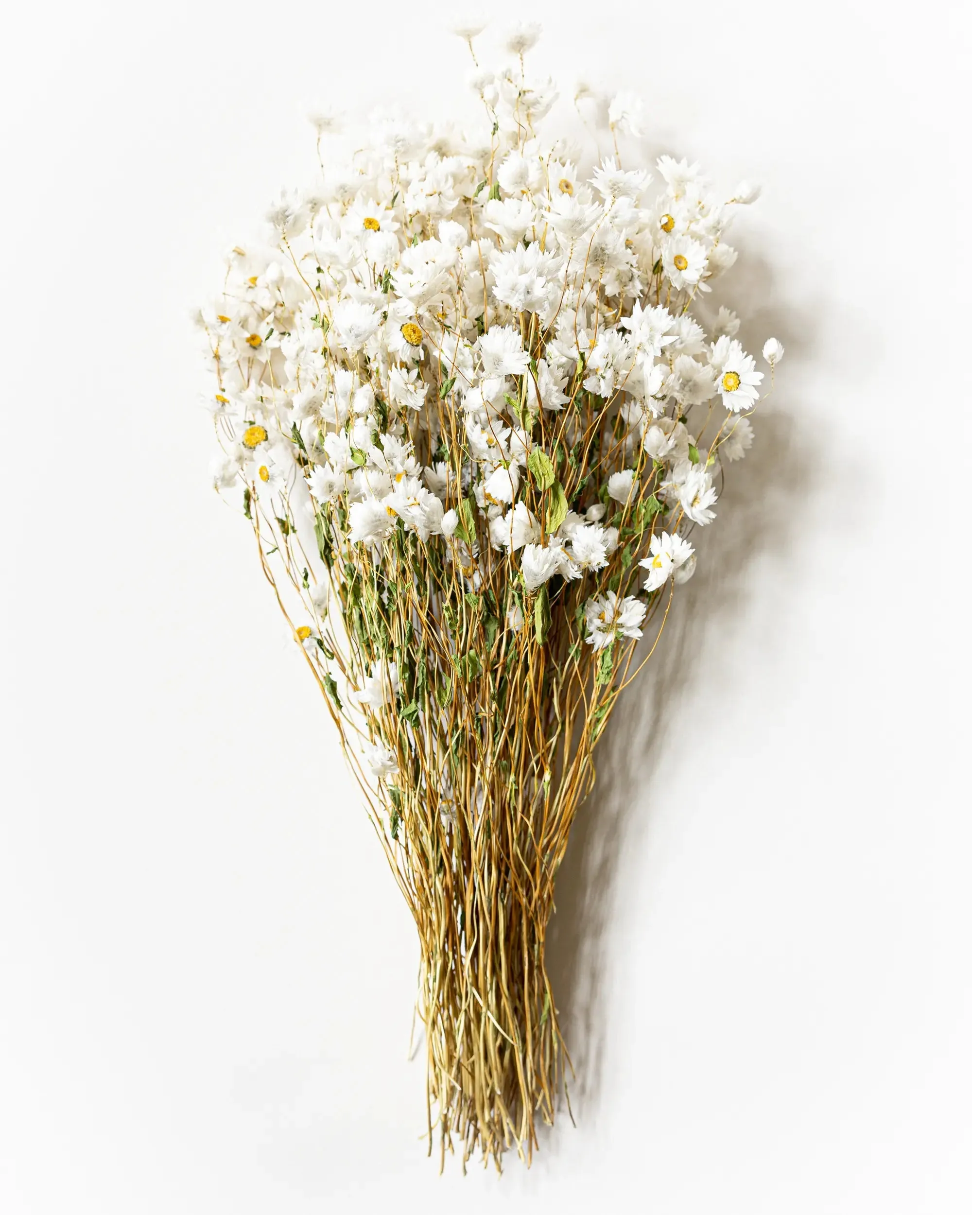 Roseternell - Halvbunt