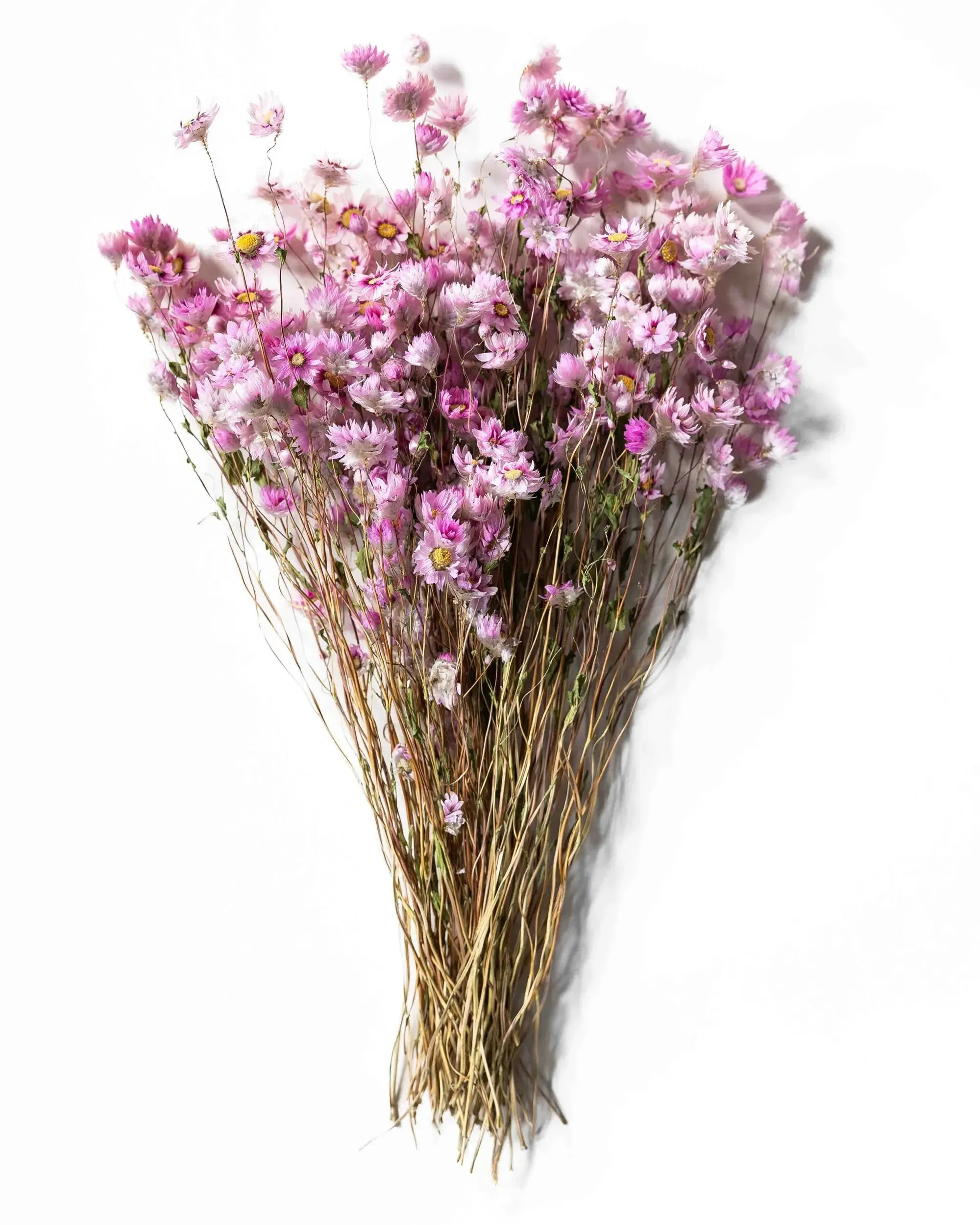 Roseternell Rosa - Halvbunt