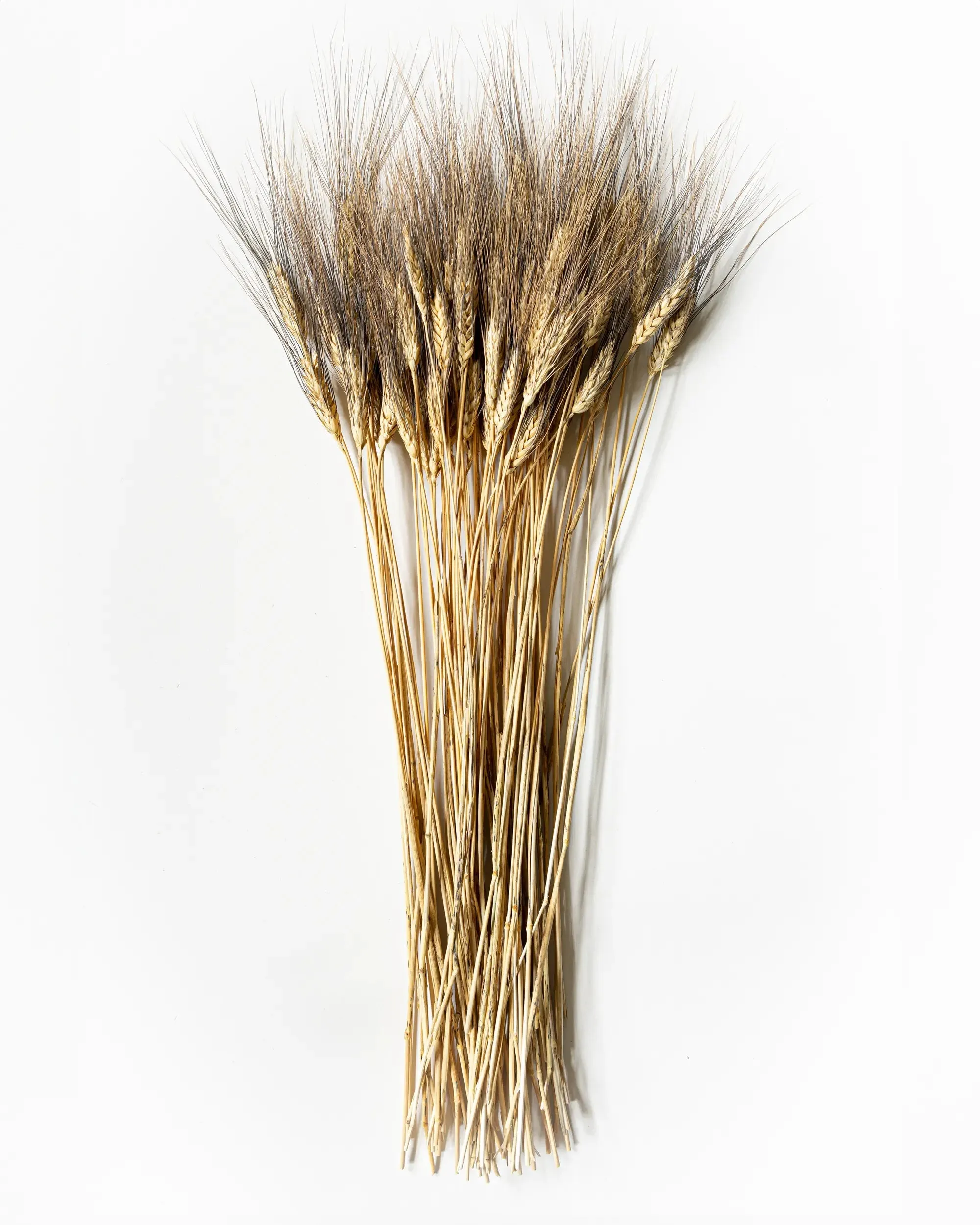 Skäggvete - Kvartsbunt