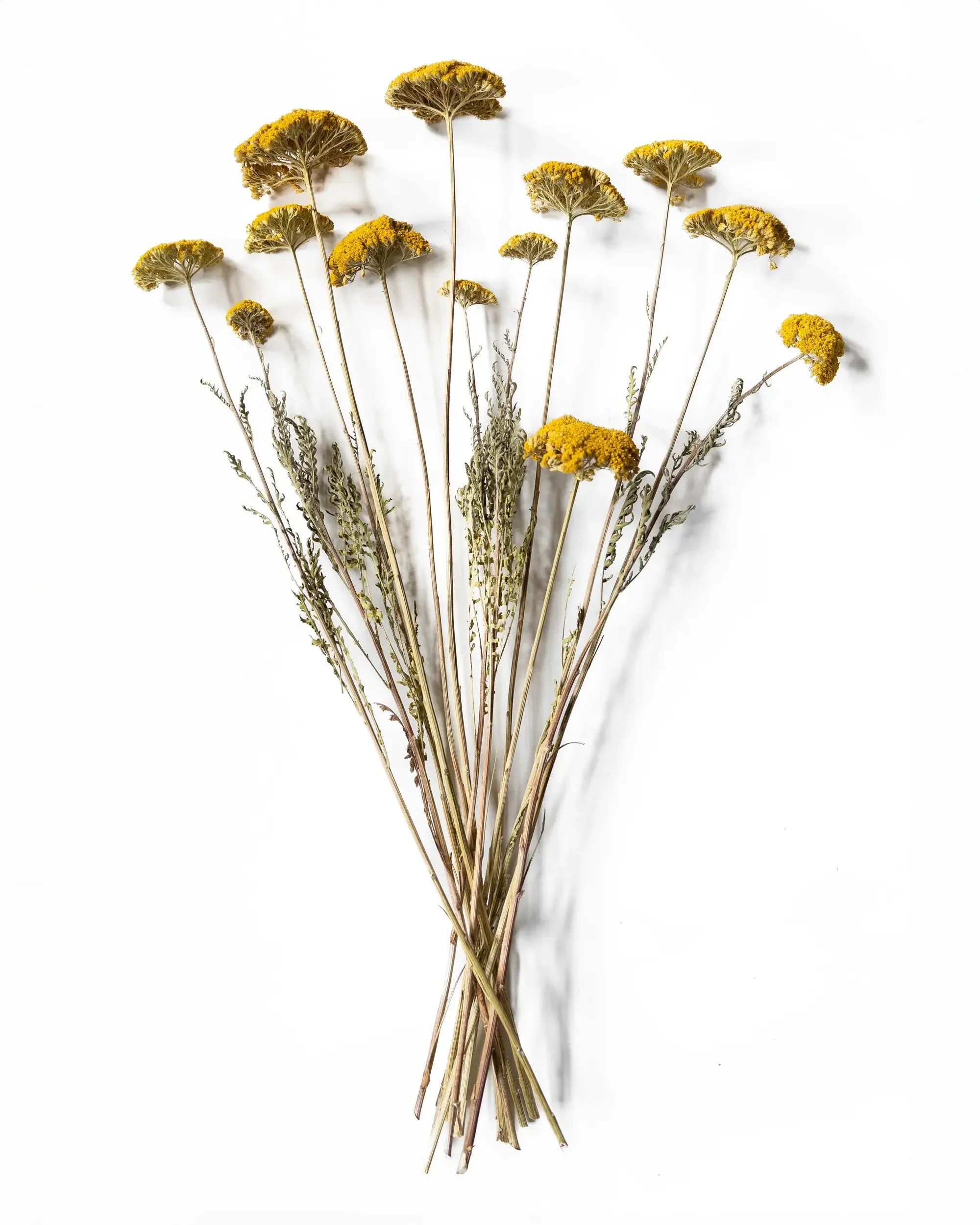 Torkad Achillea - Halvbunt