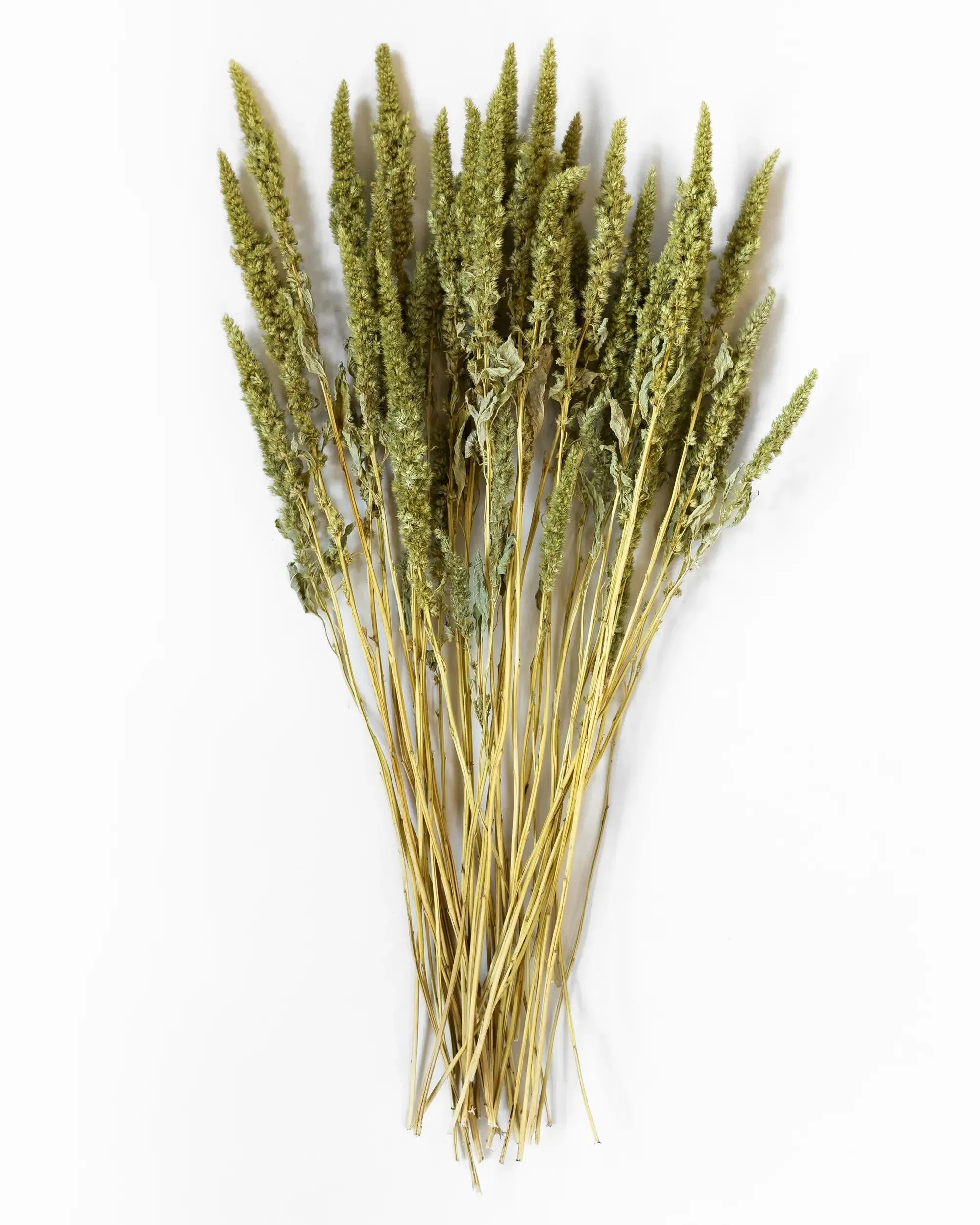 Torkad Amarant - Halvbunt