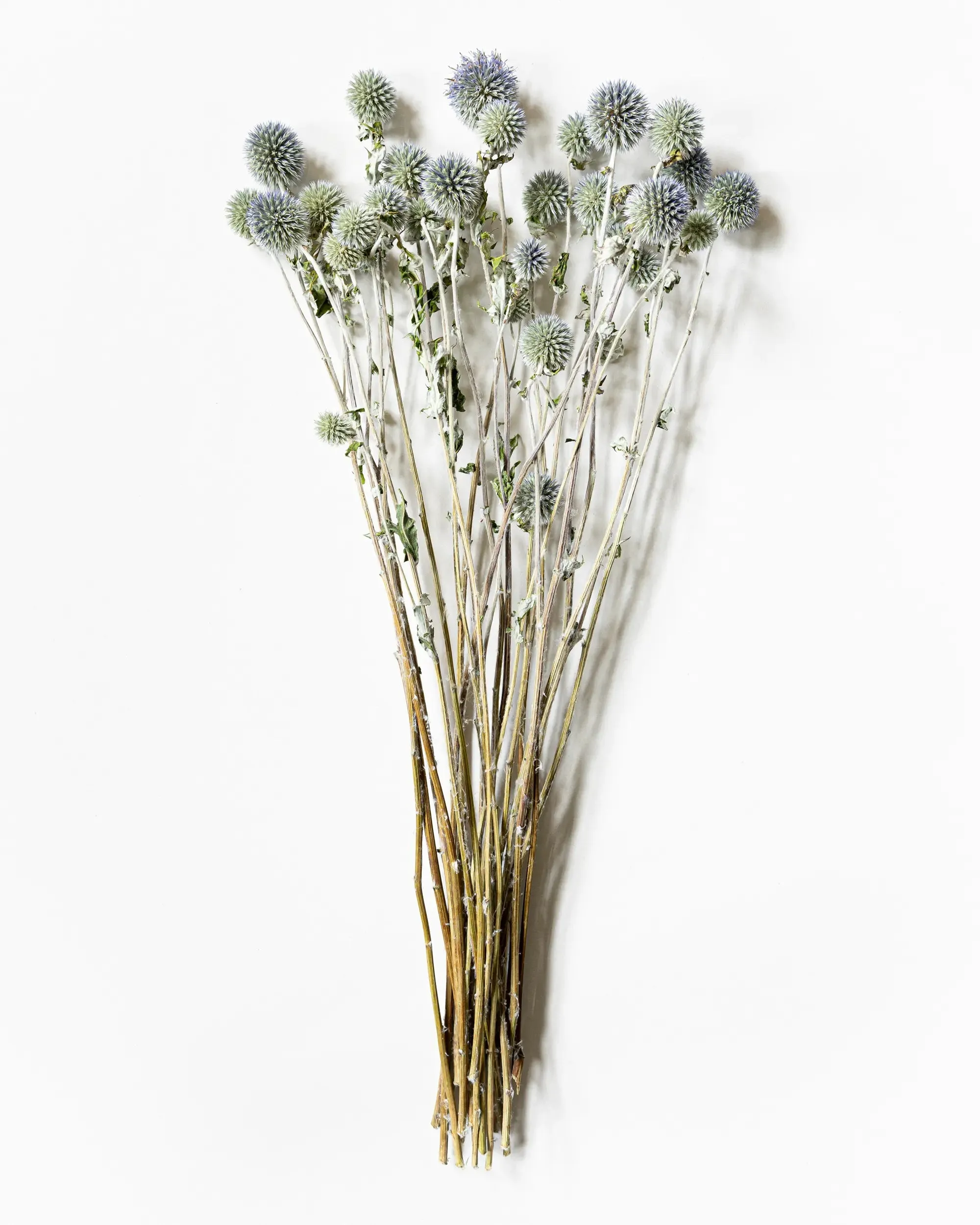 Torkad Bolltistel - Kvartsbunt