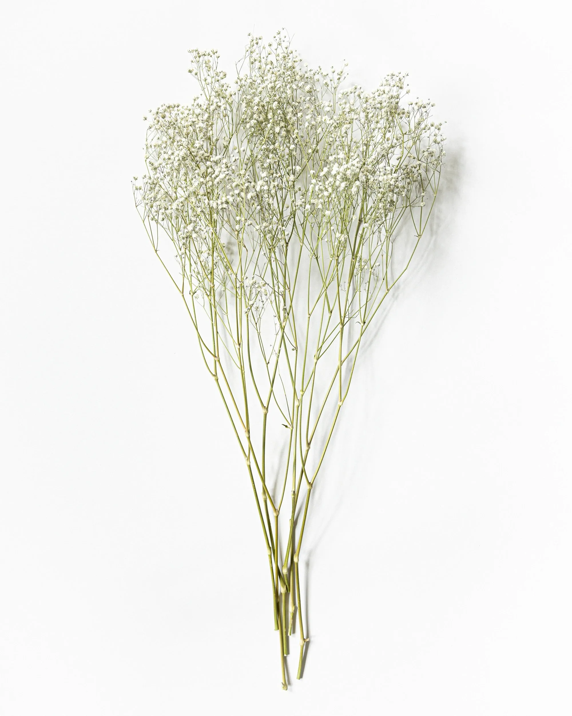 Torkad Brudslöja - Helbunt