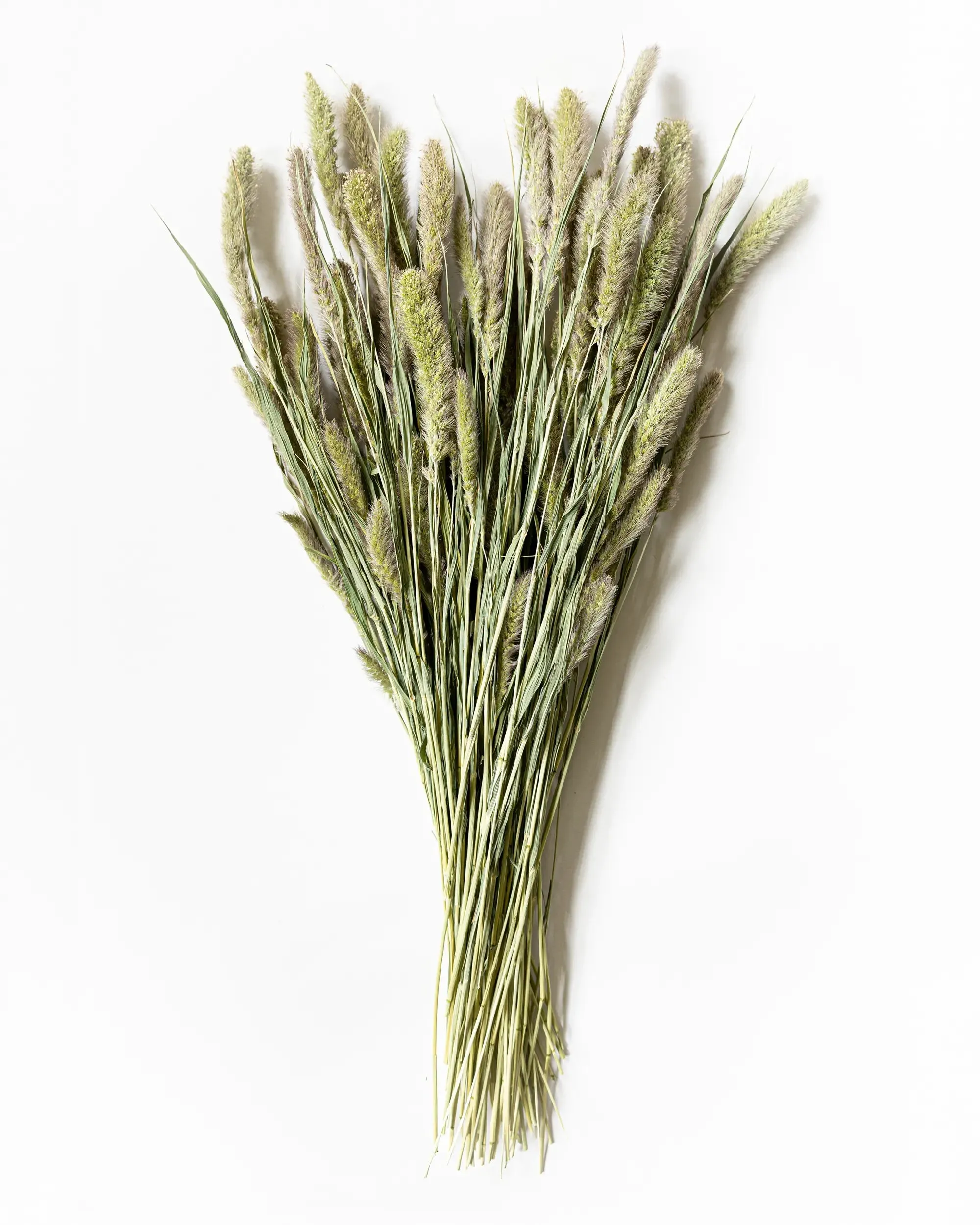 Torkad Kolvhirs - Helbunt