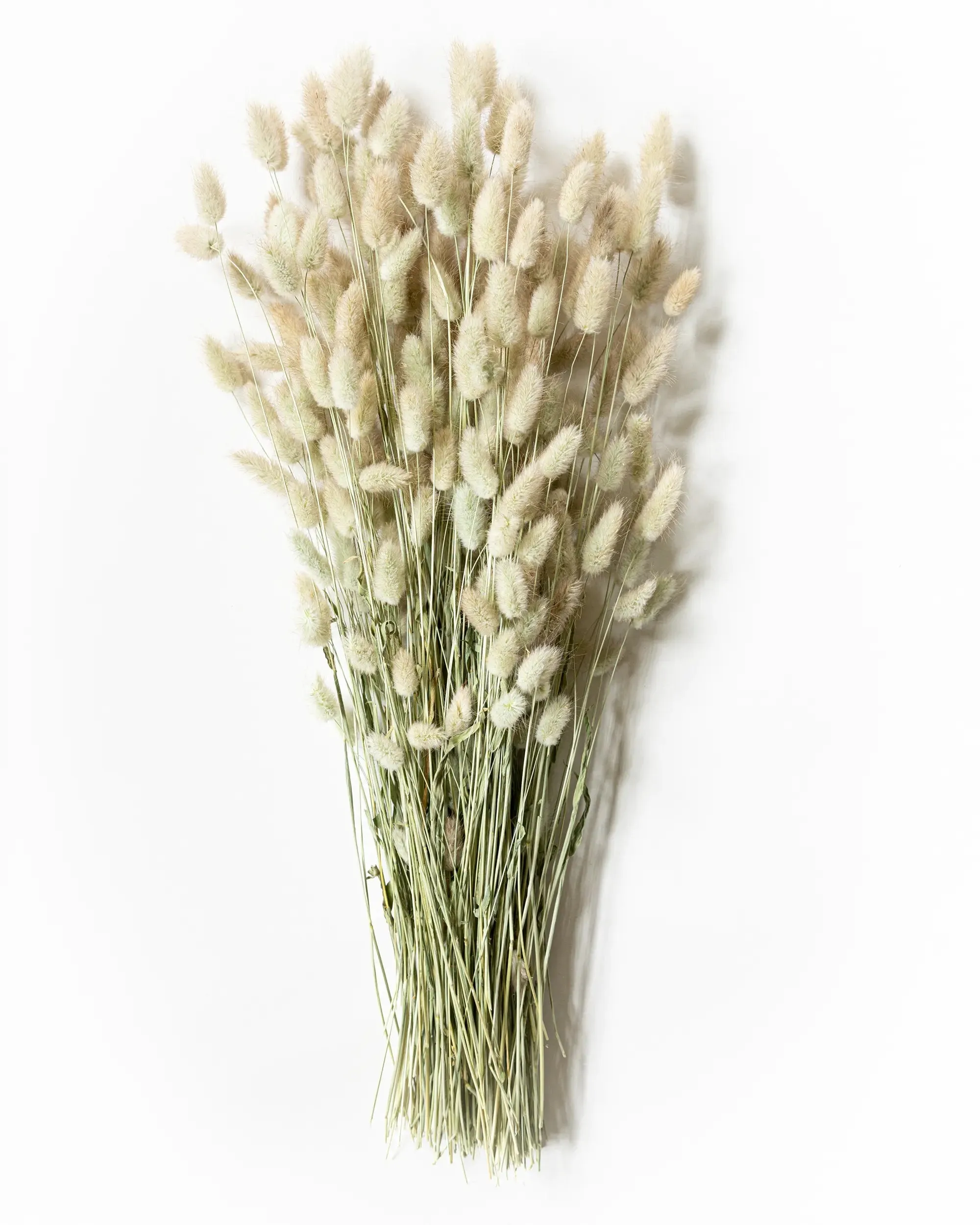 Torkad Lagurus - Helbunt