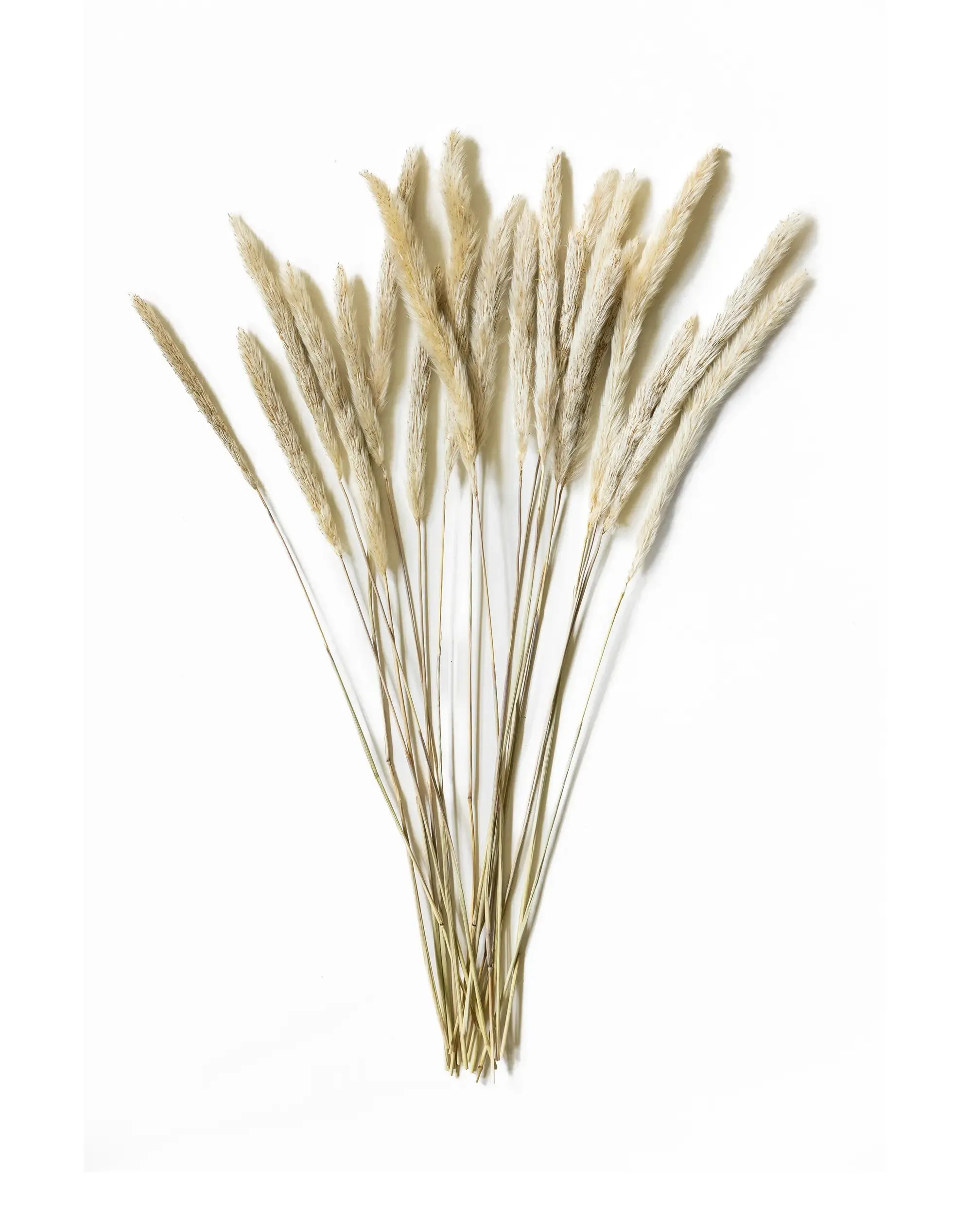 Torkad Mini Pampas - Helbunt