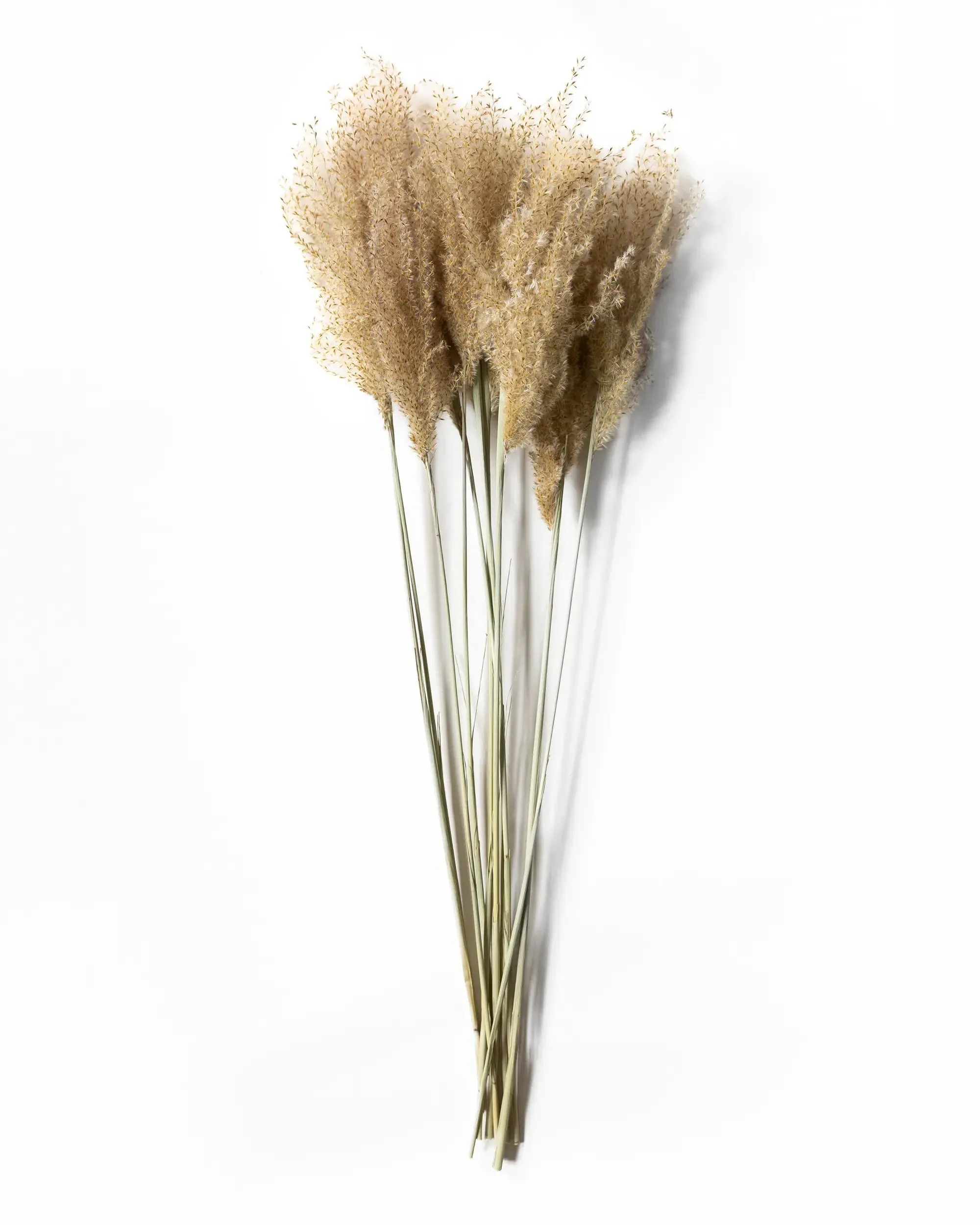 Torkad Miskantus - Helbunt