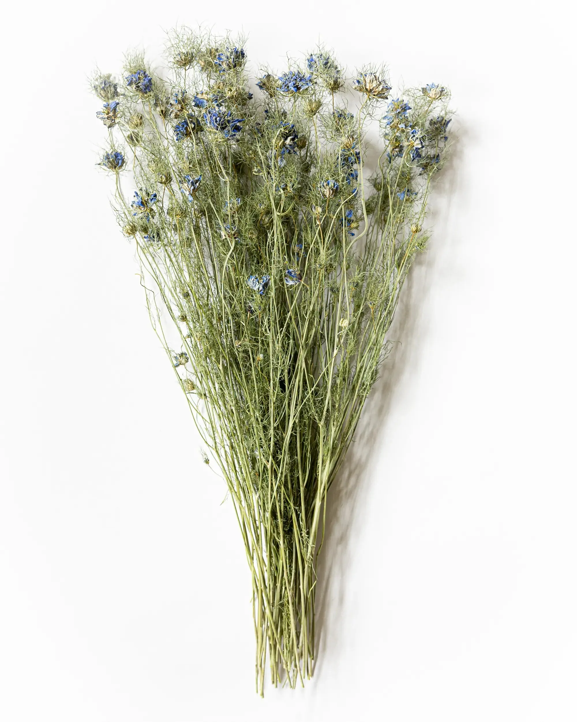 Torkad Nigella - Halvbunt