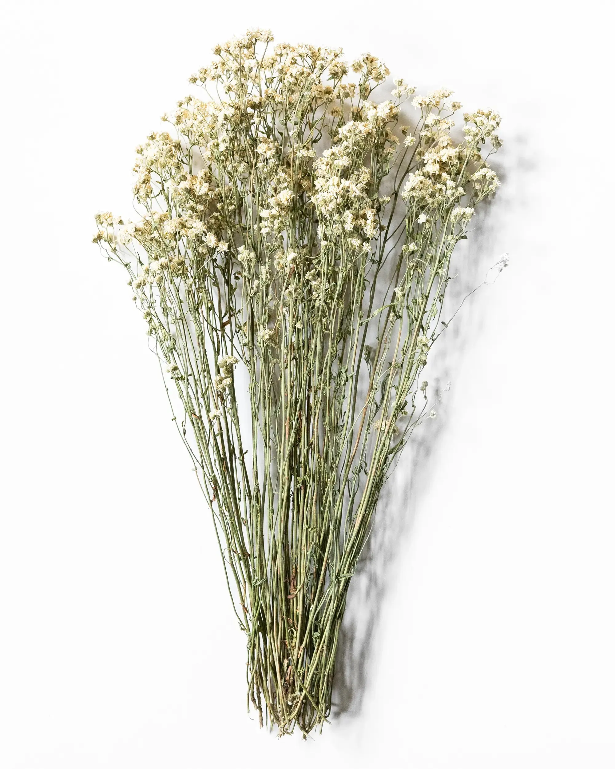 Torkad Nysört - Halvbunt