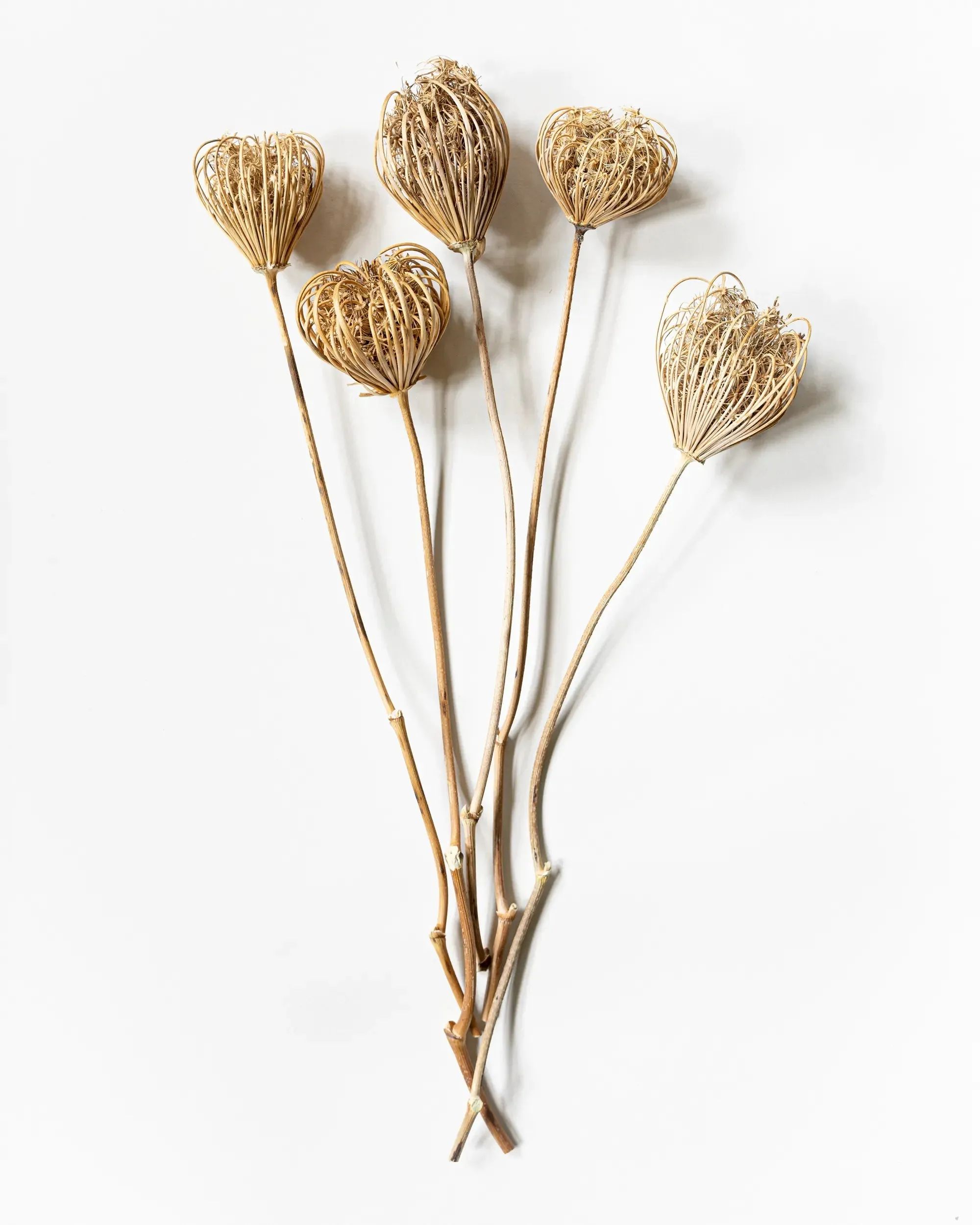 Torkad Slöjsilja - 5 blommor