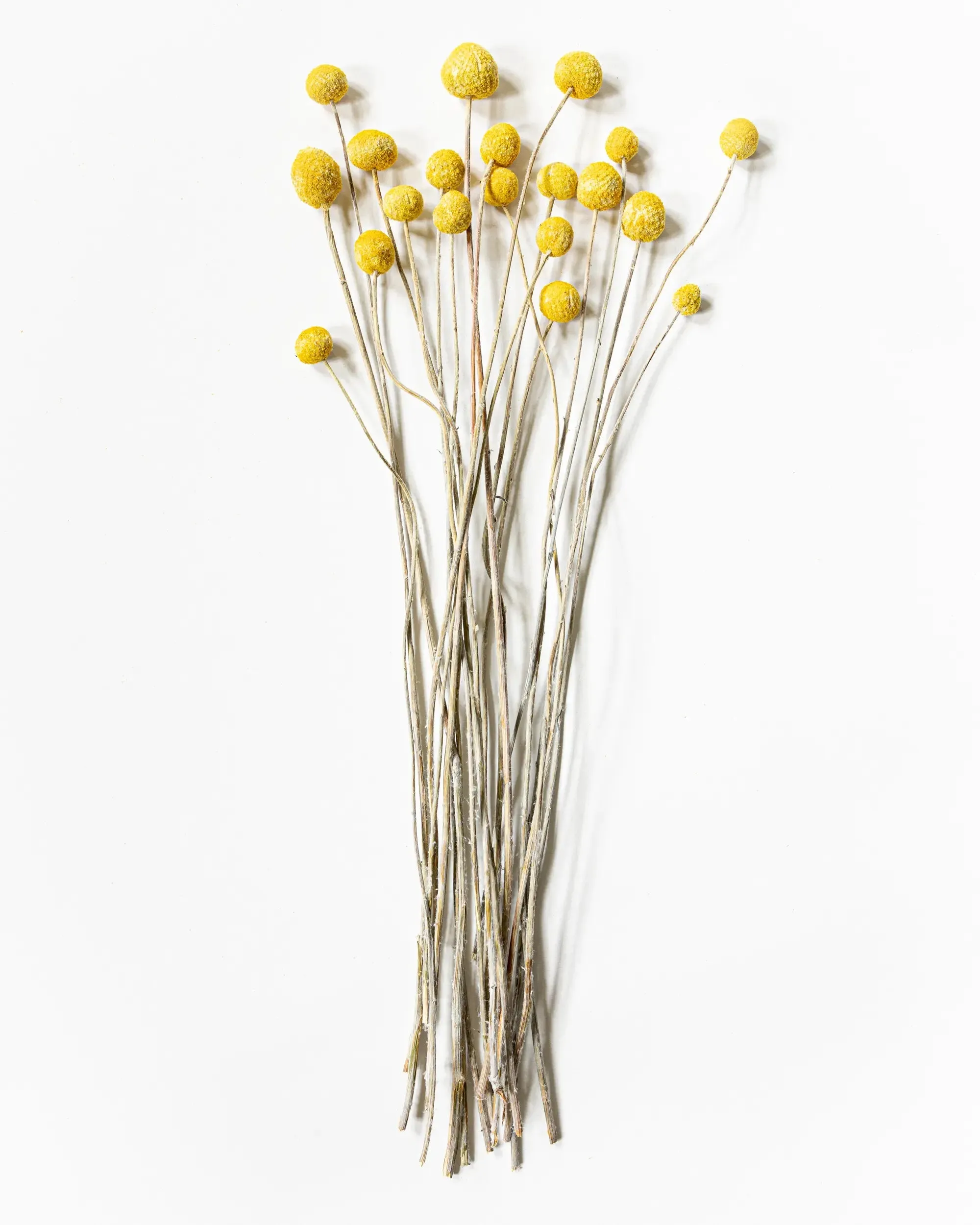 Torkad Solboll - 20 stycken