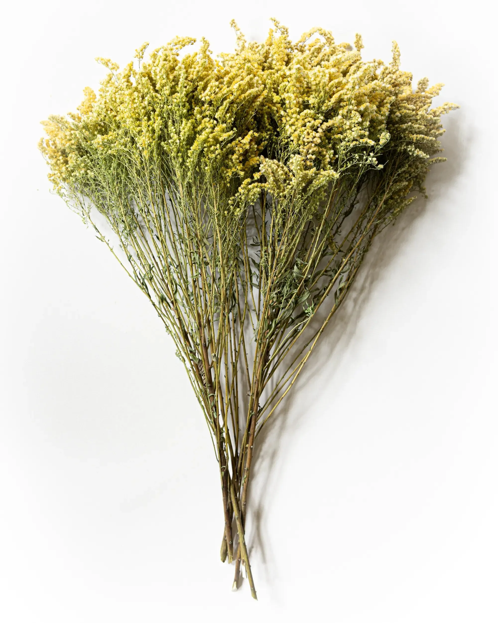 Torkad Solidago - Kvartsbunt