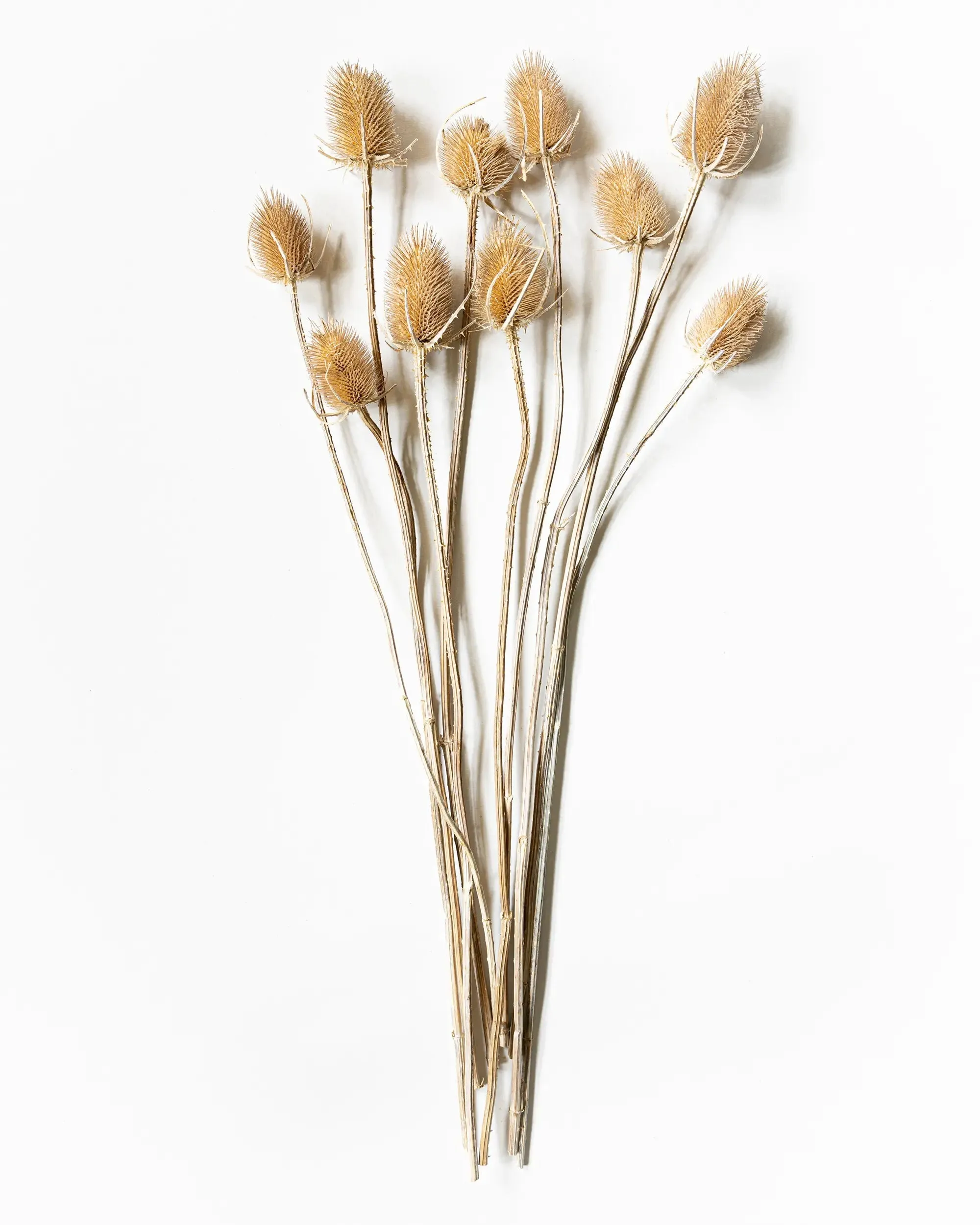 Torkad Tistel - Halvbunt