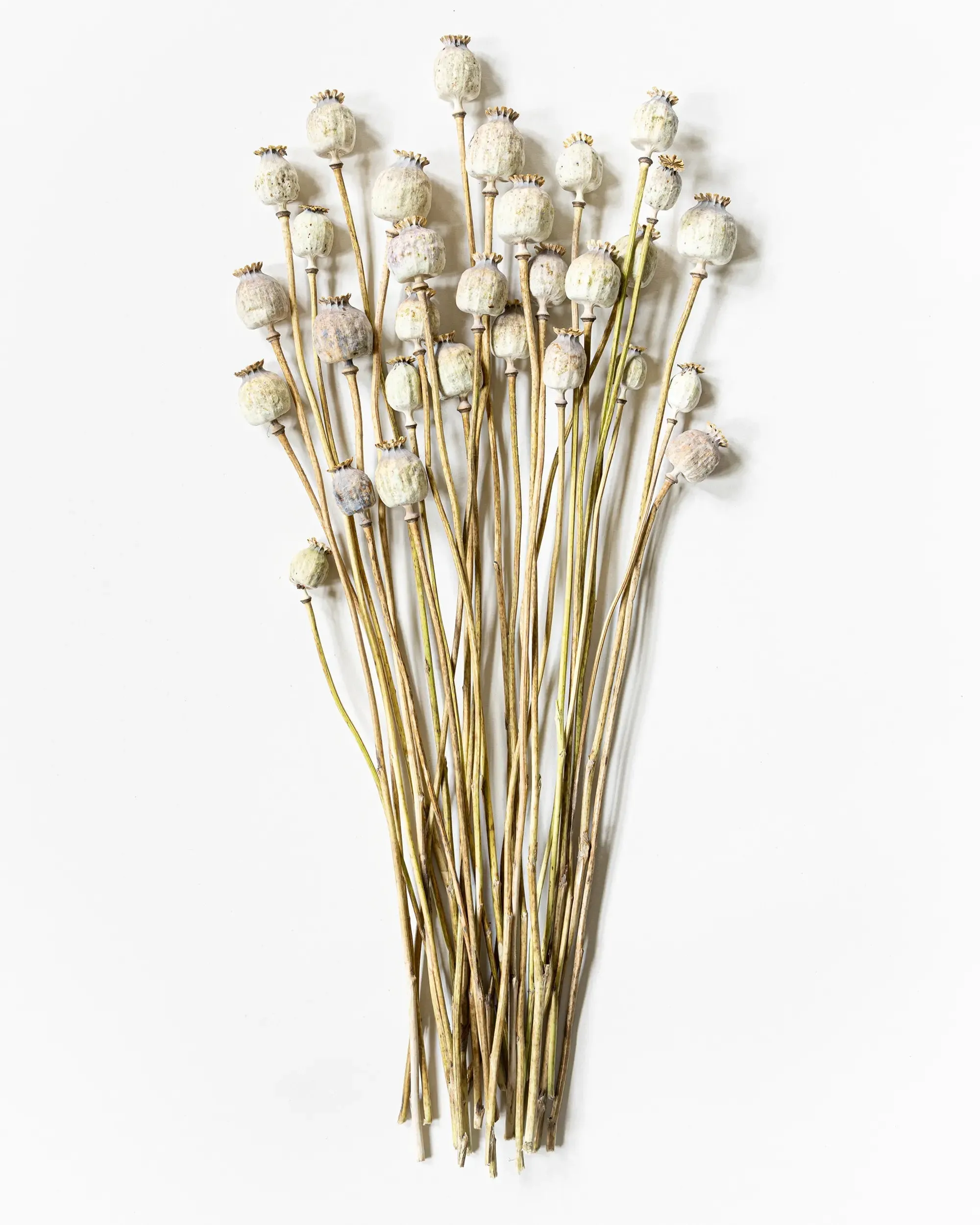 Torkad Vallmo - Halvbunt