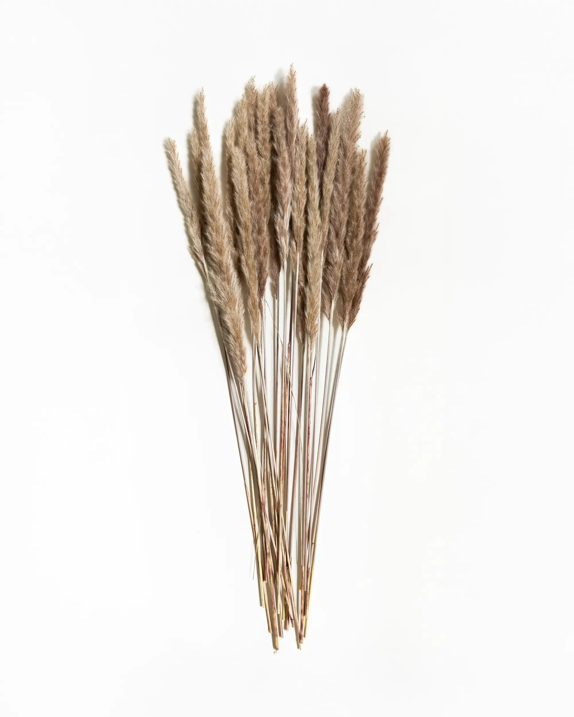 Torkad Vass - Kvartsbunt