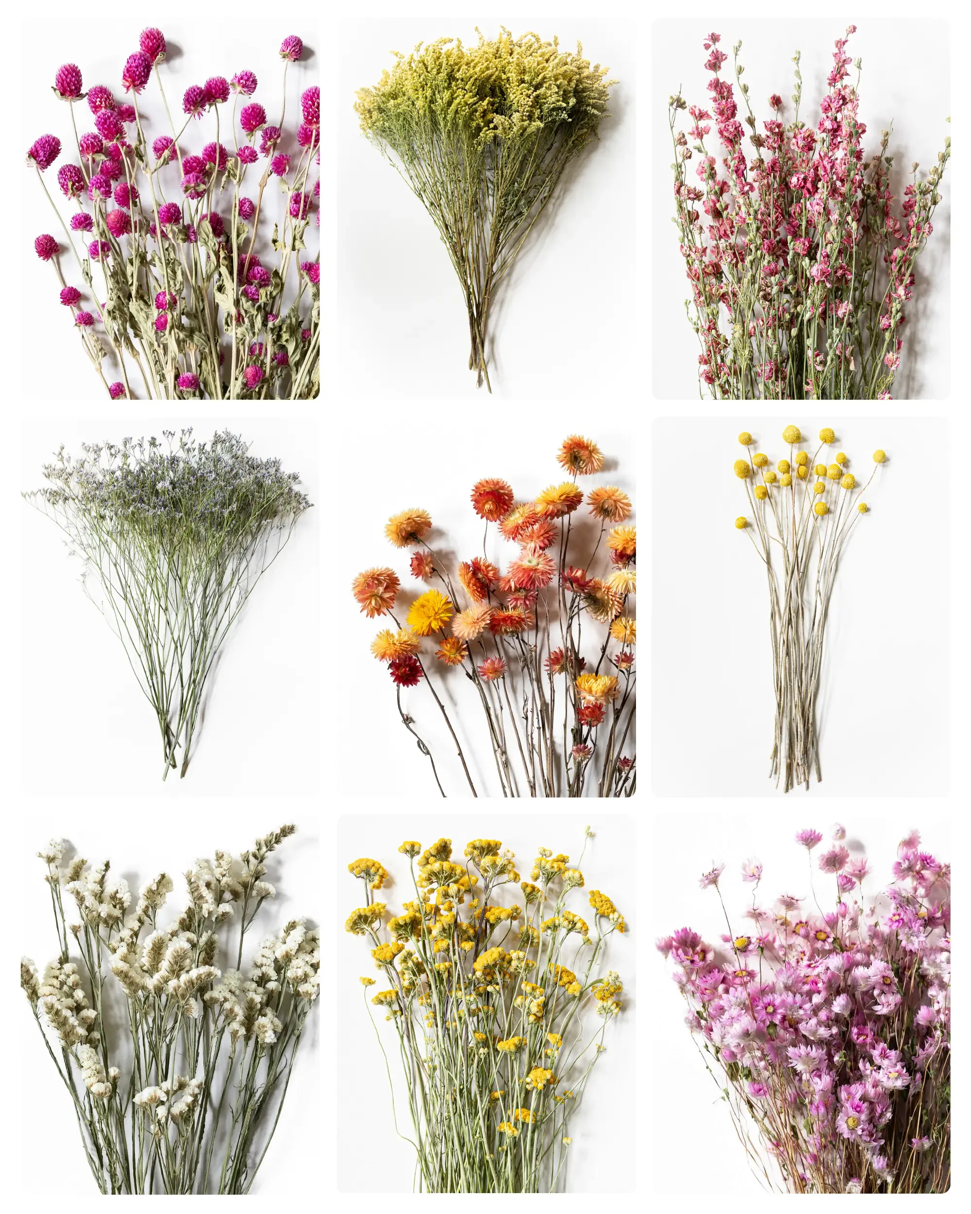 Torkade Blommor - Testkit - Färgstarka